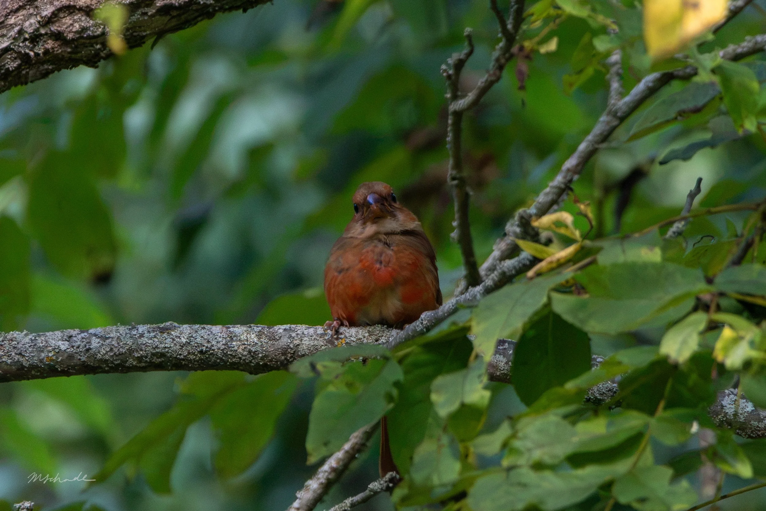 Northern Cardinal facing forward.jpg