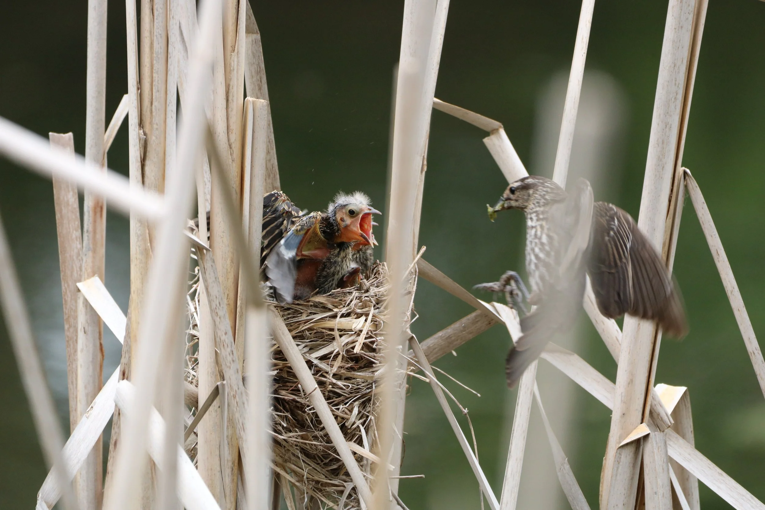 Red-Winged Blackbird chick