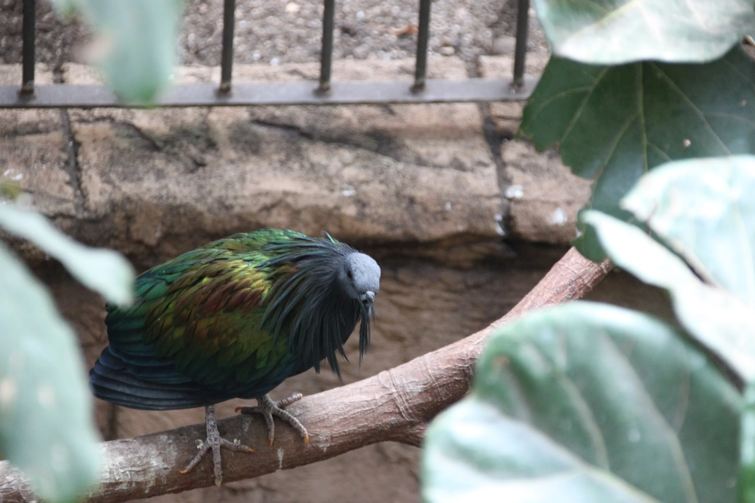 Nicobar Pigeon 1.JPG