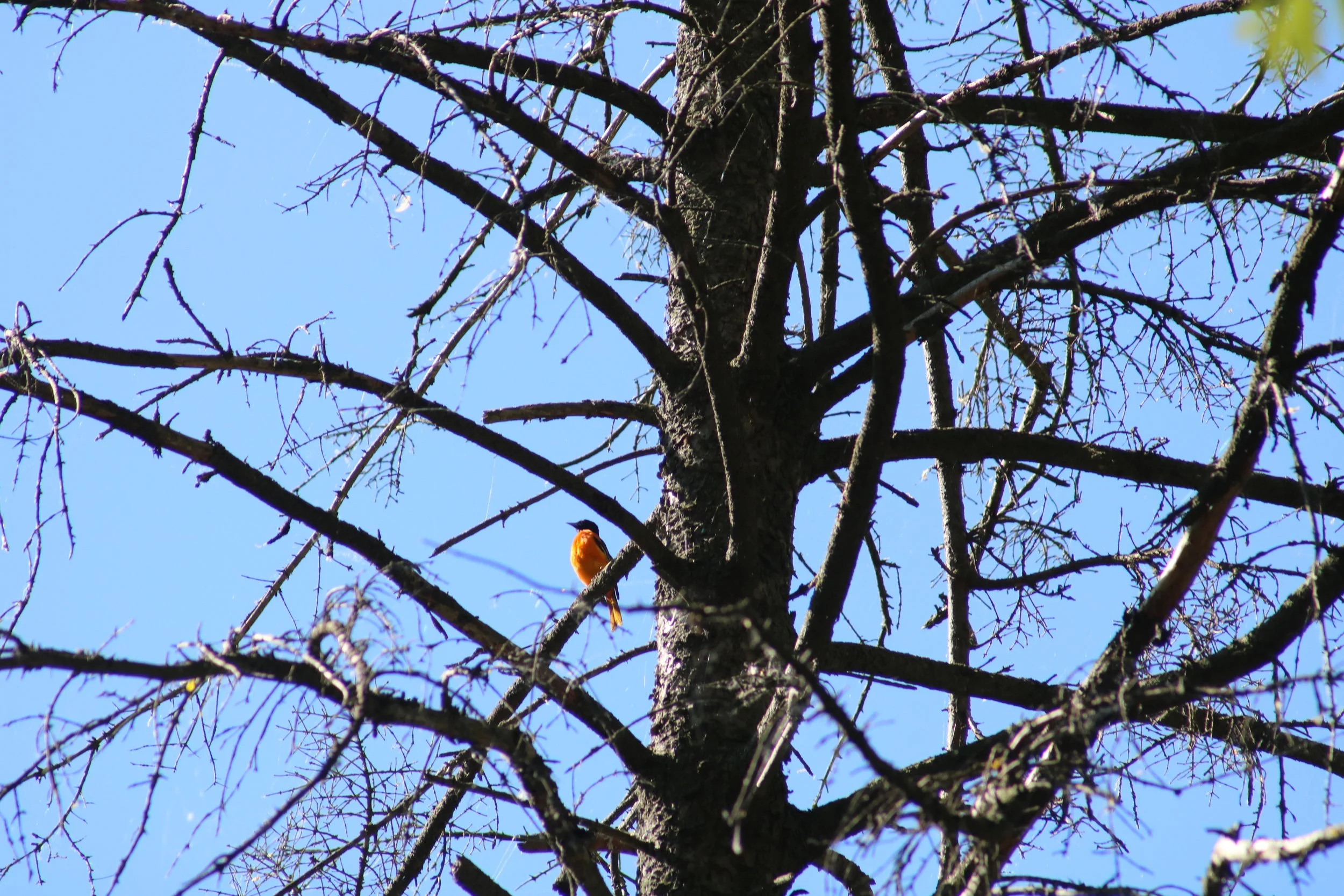IMG_4156.JPG