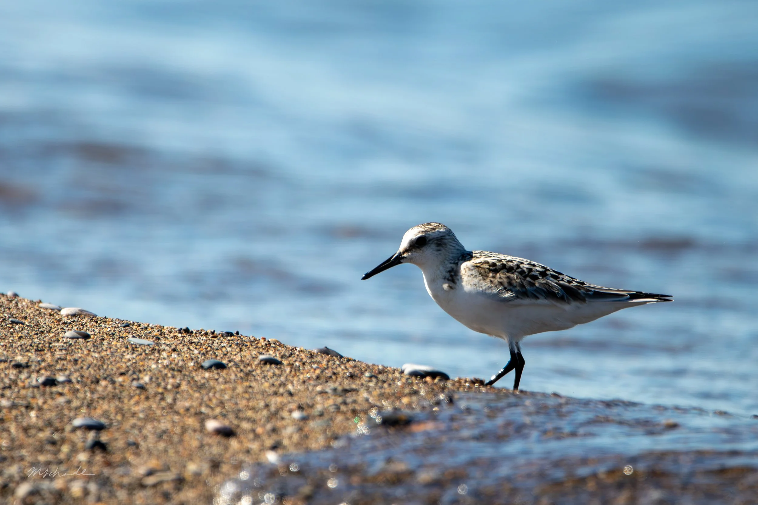 Point Pelee NP, ON, 2026-09-18