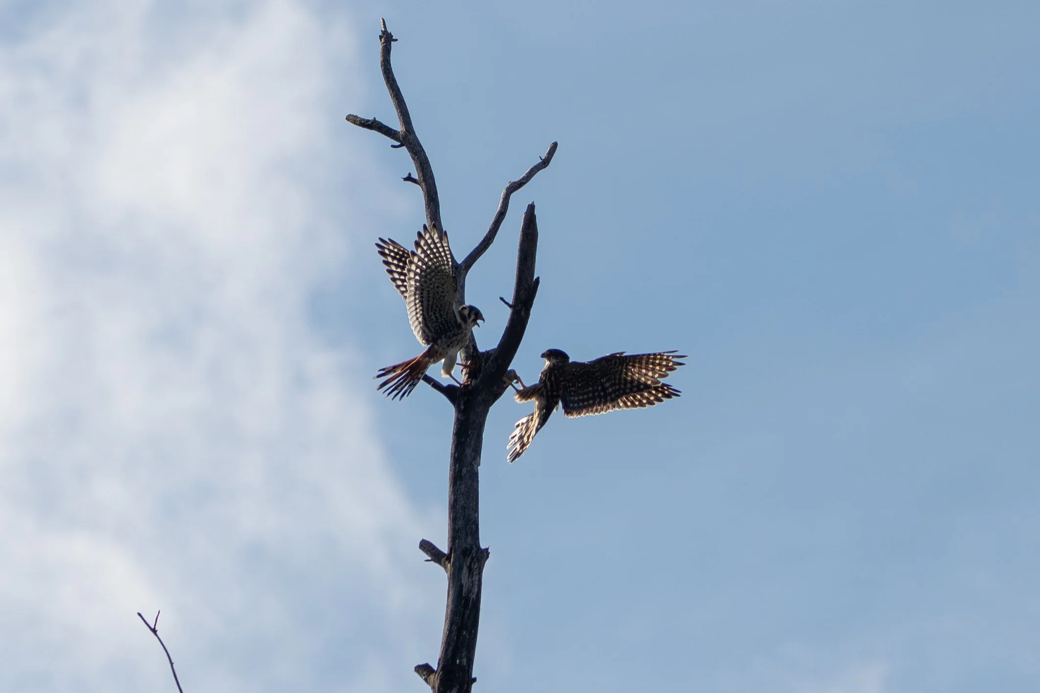 Merlin vs Kestrel (7).jpg