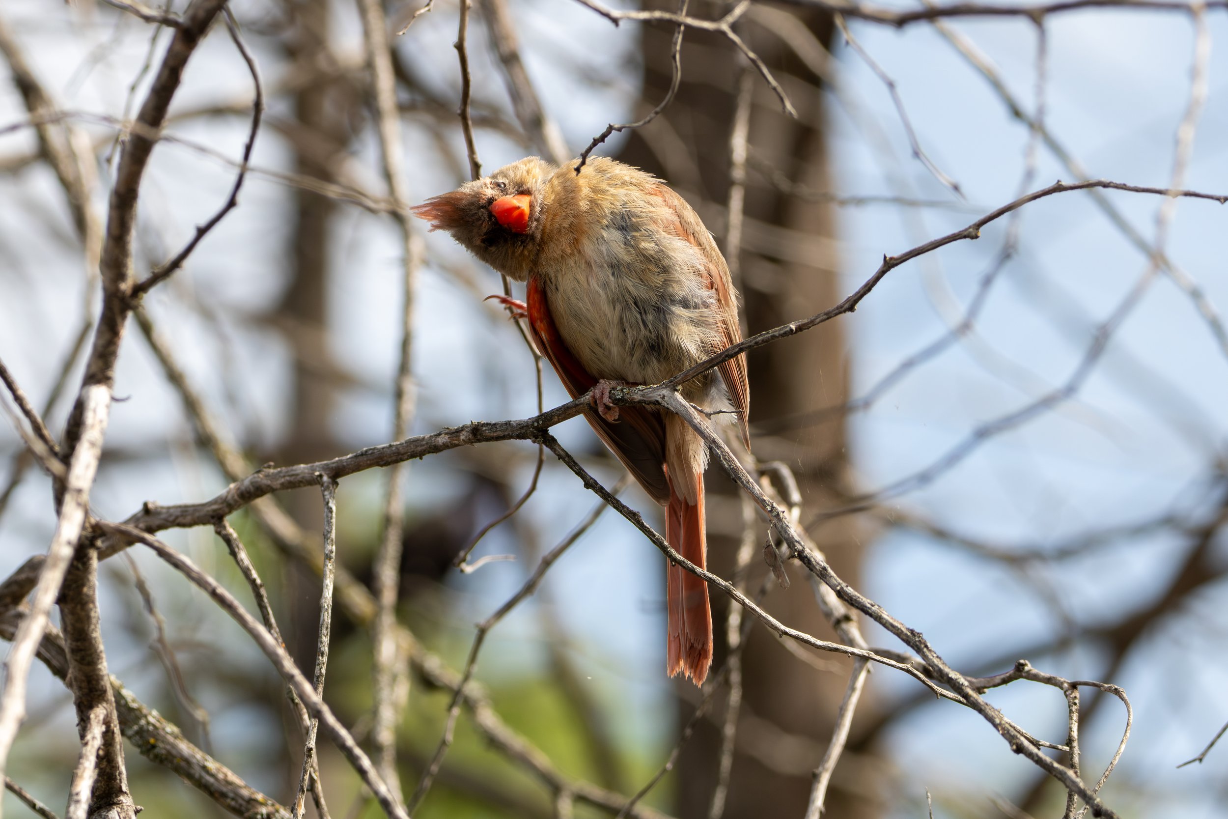 Northern Cardinal