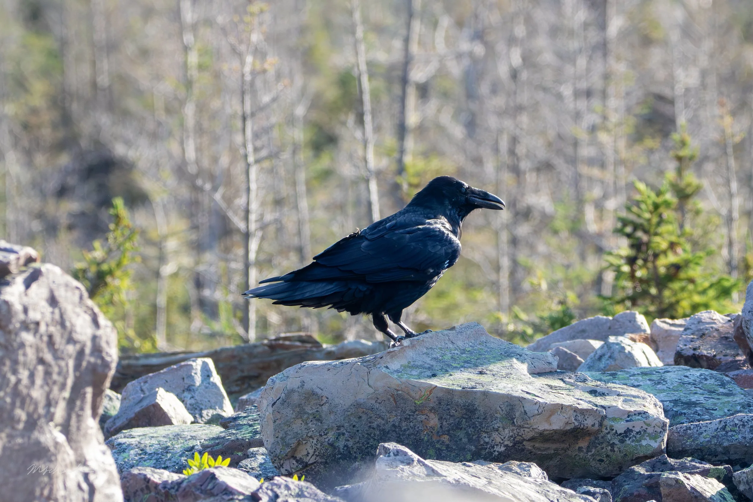 Gros Morne National Park, NL, 2026-08-13
