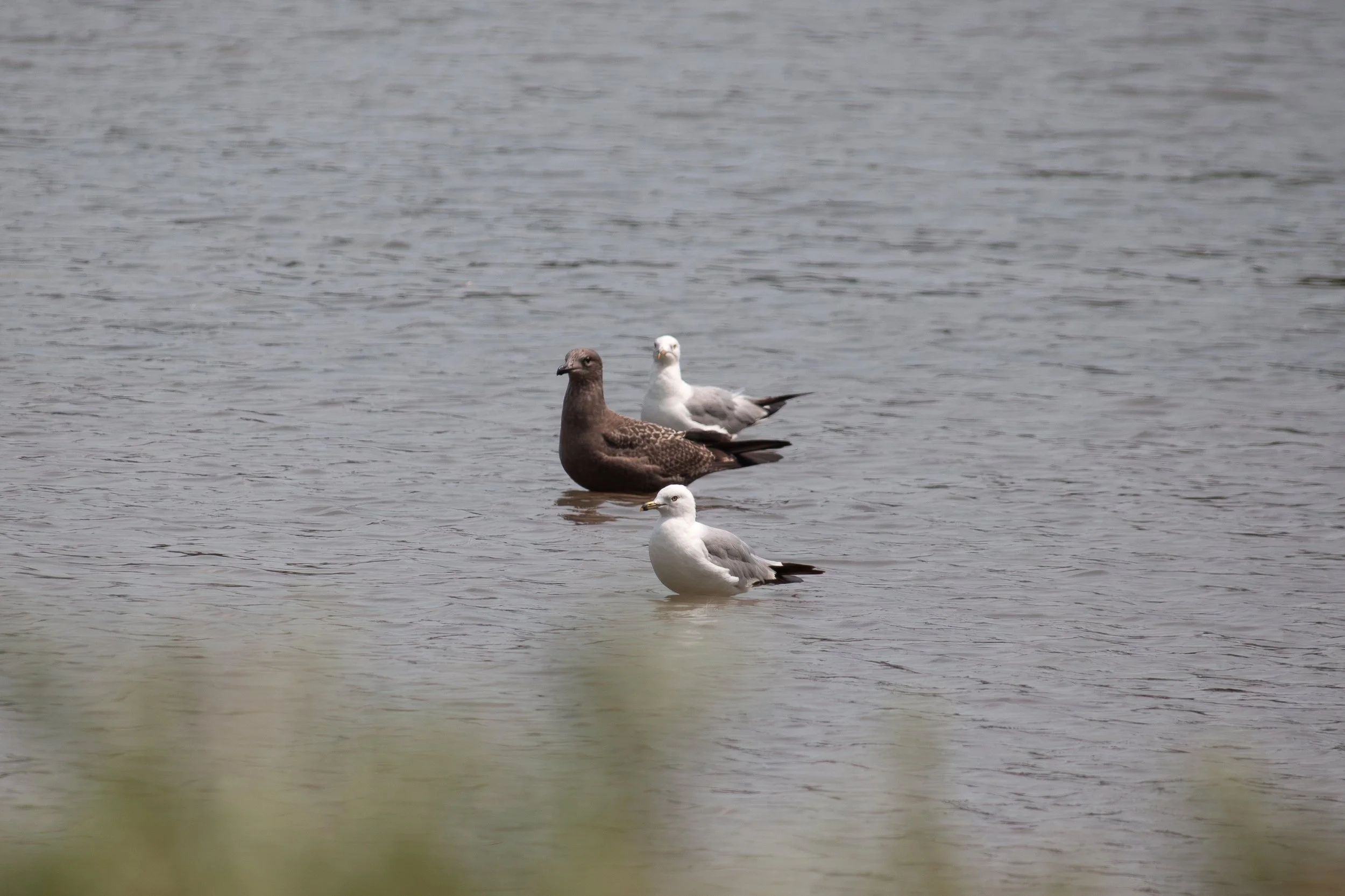 Waterloo, ON, 2026-07-28 + Unidentified Gull