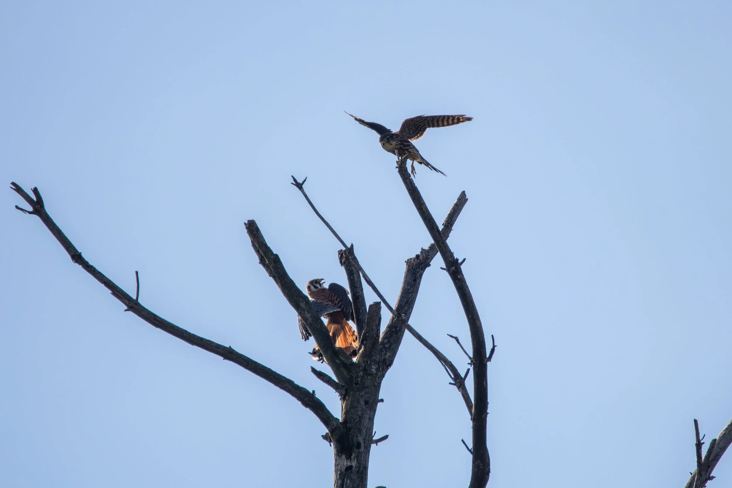 Merlin vs Kestrel (9).jpg