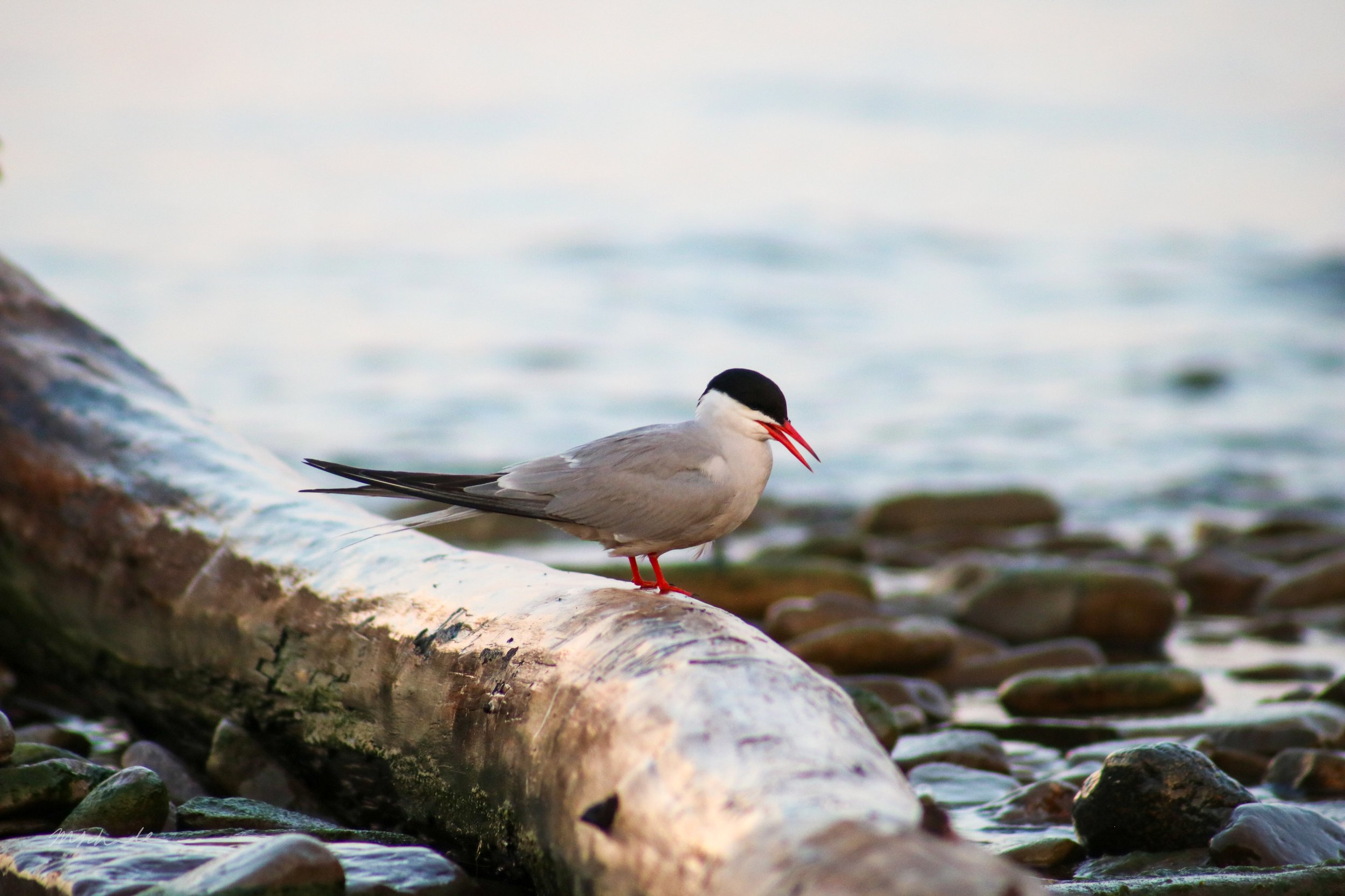 Bronte, ON, 2026-07-02