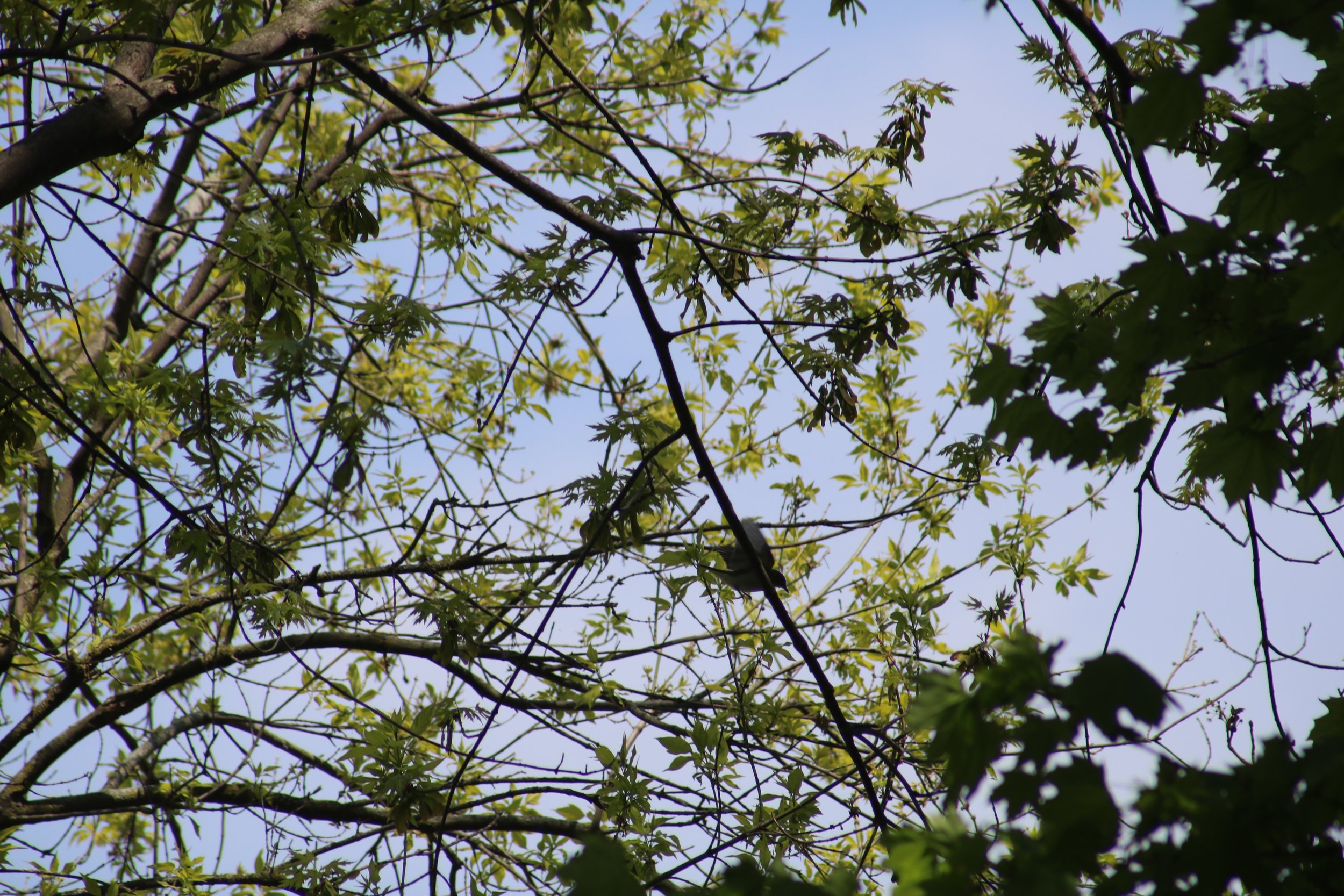 Bronte, ON, 2026-05-22