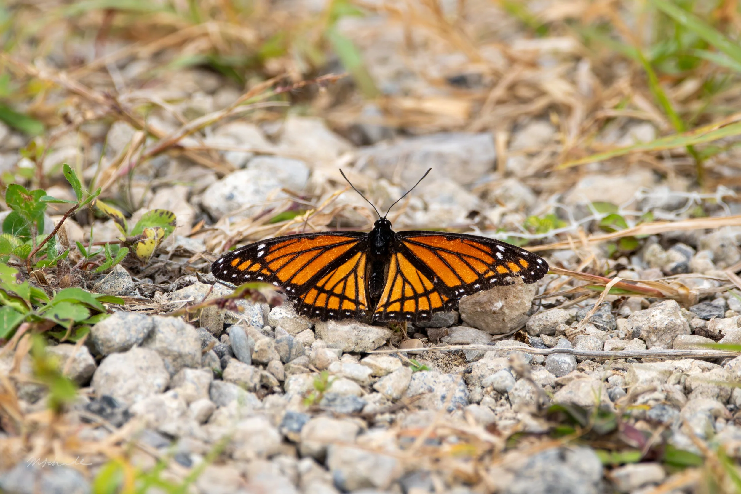 Viceroy