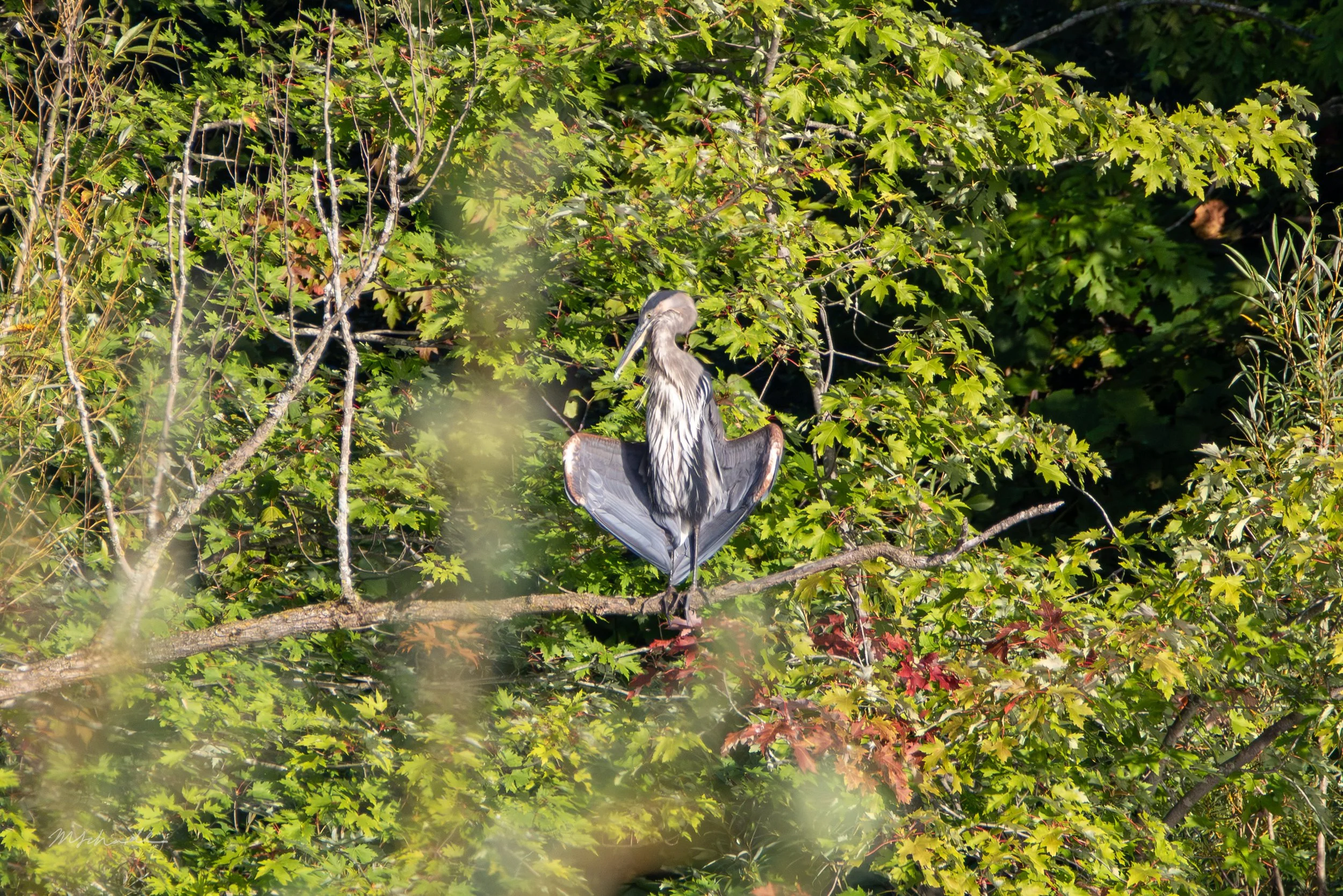 Great Blue Heron sunning.jpg
