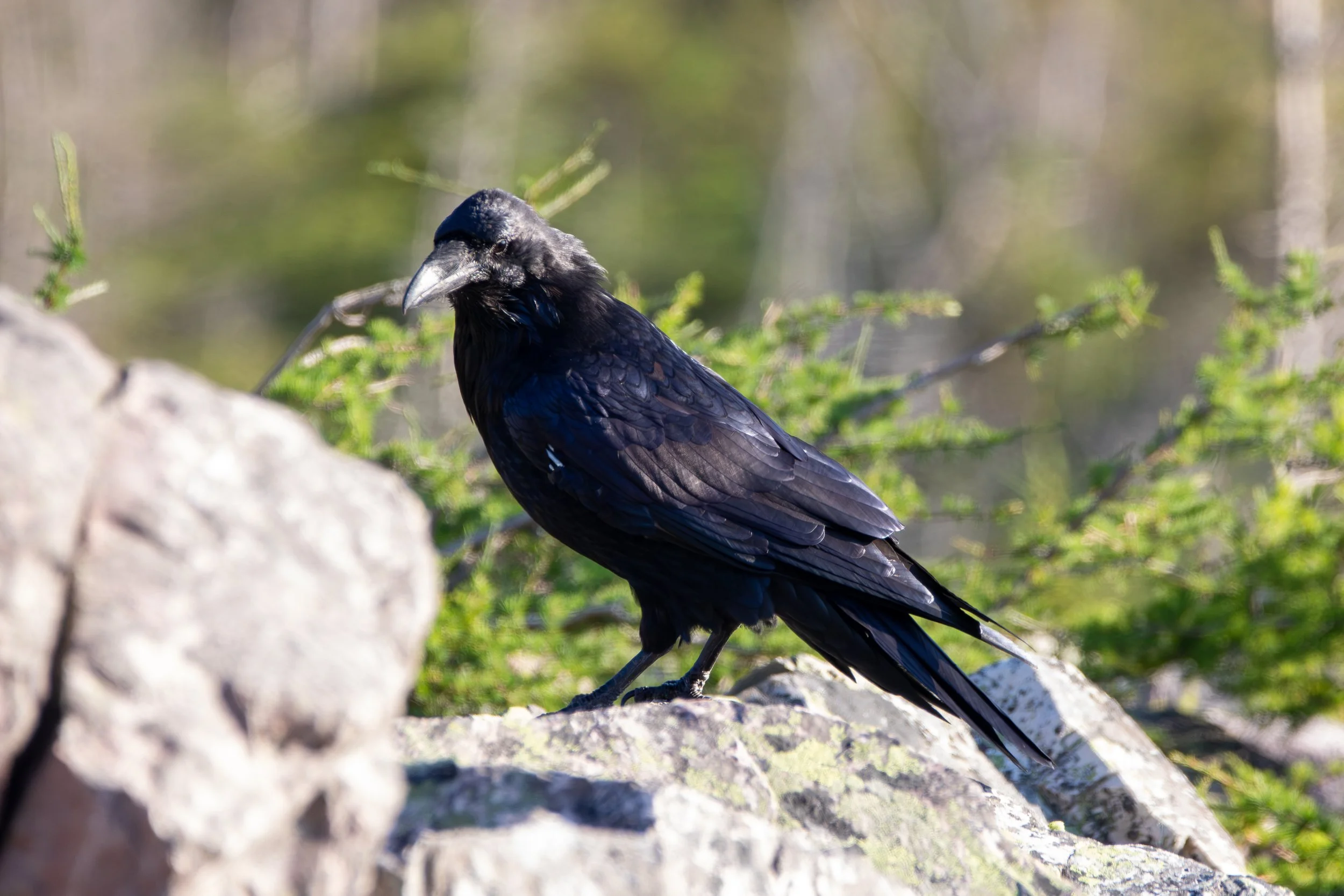 Gros Morne National Park, NL, 2026-08-13