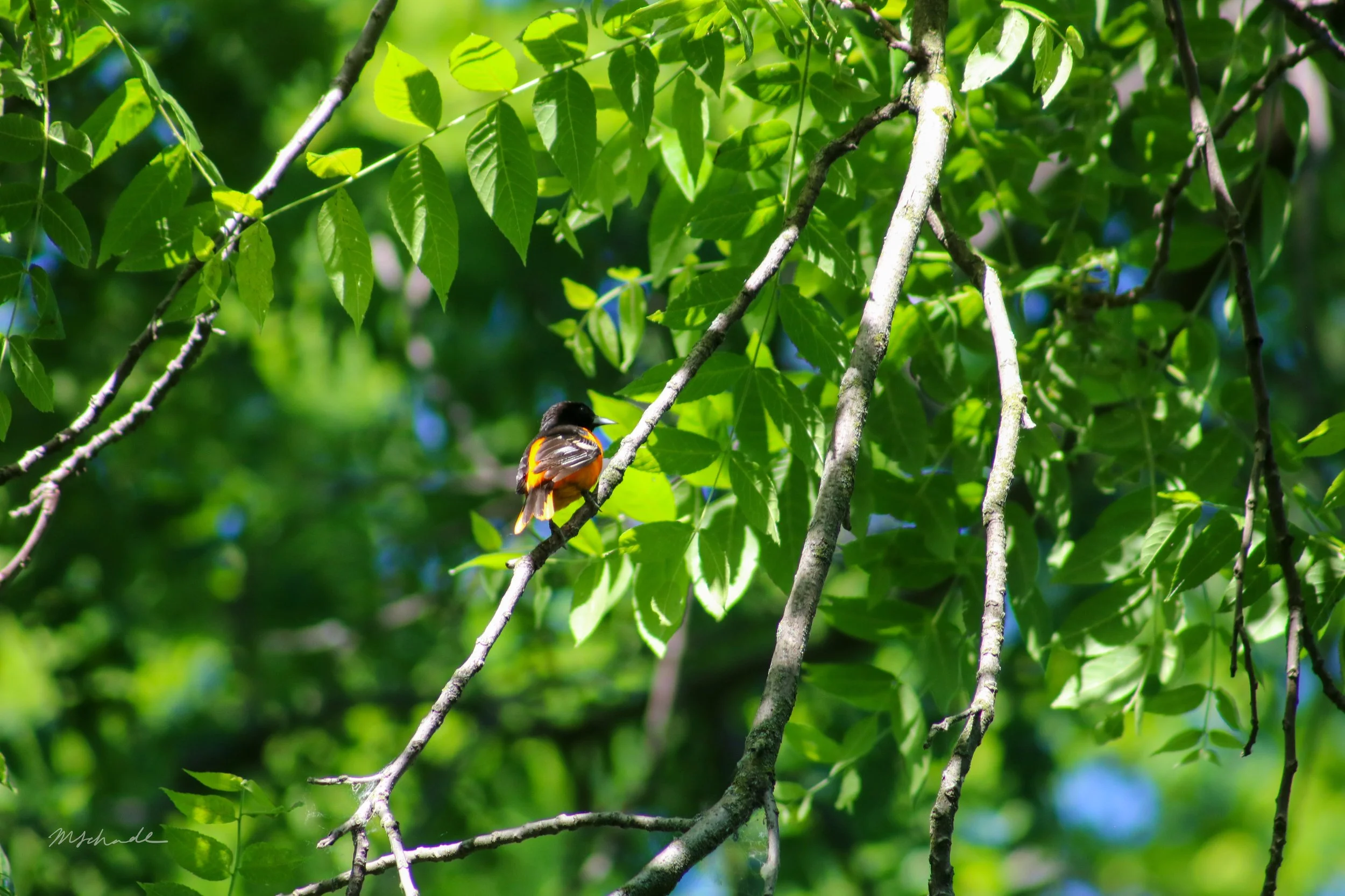 Bronte, ON, 2026-06-12