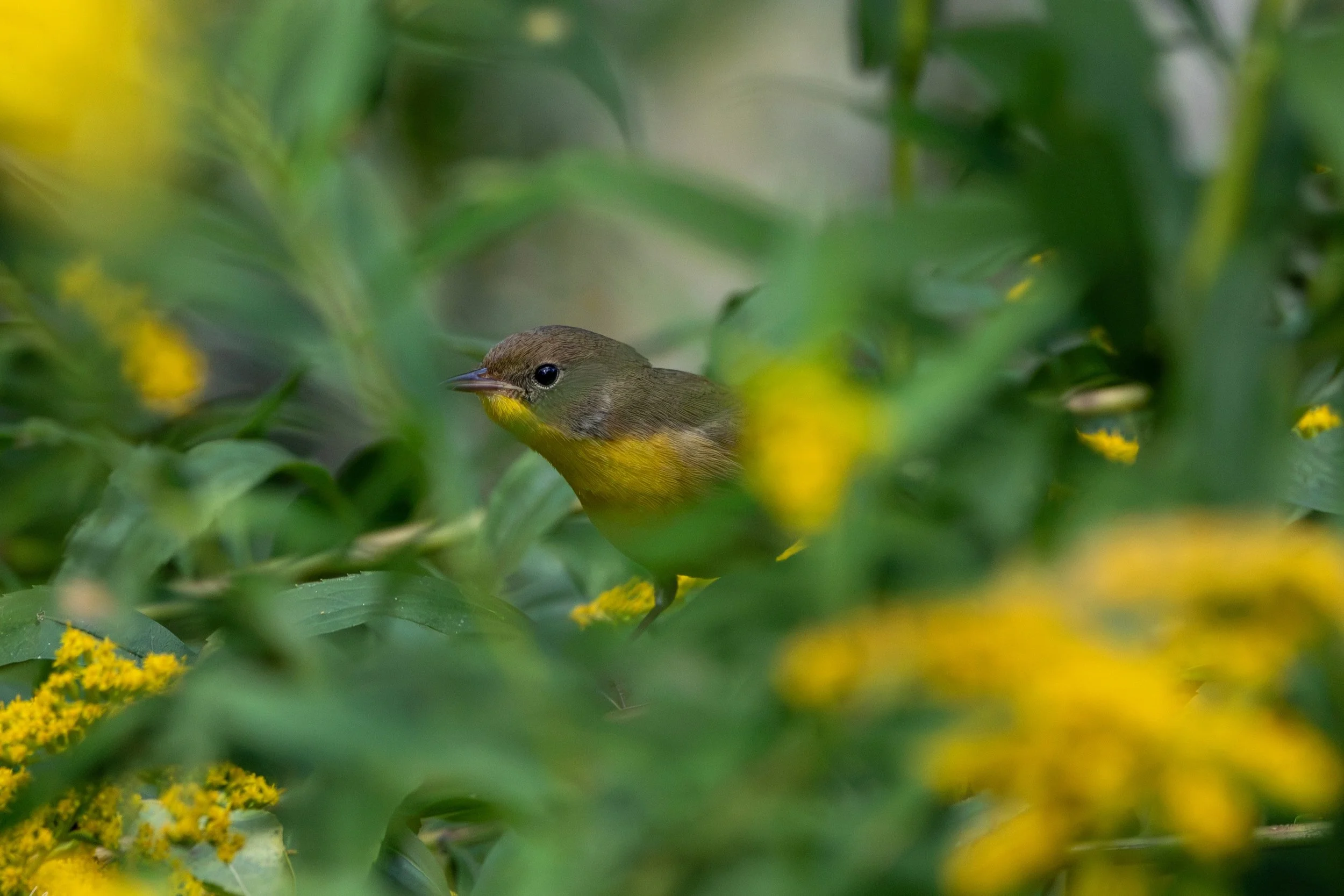 Bronte, ON, 2026-09-14