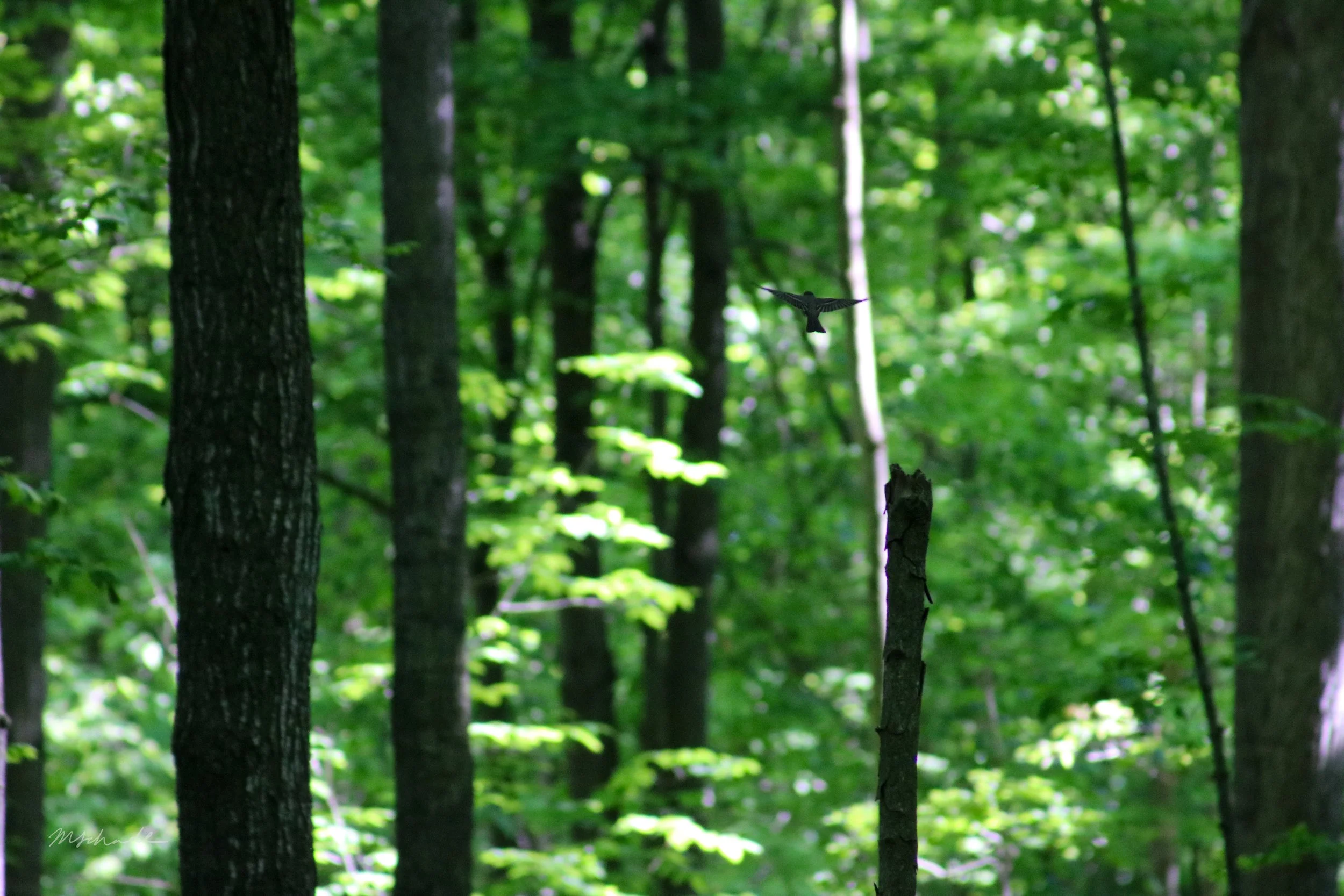 North Dumfries, ON, 2026-06-03