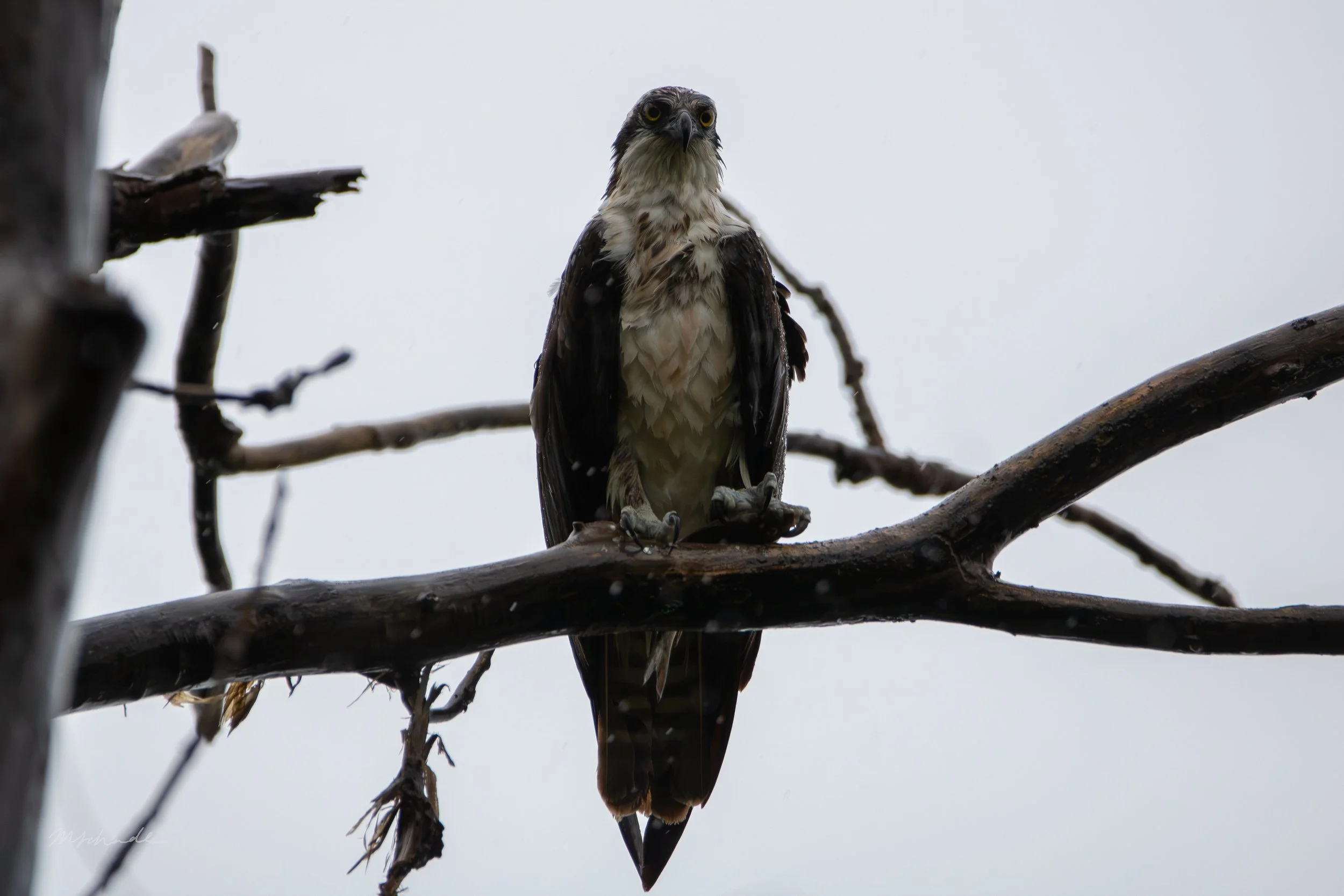 Osprey (1).jpg