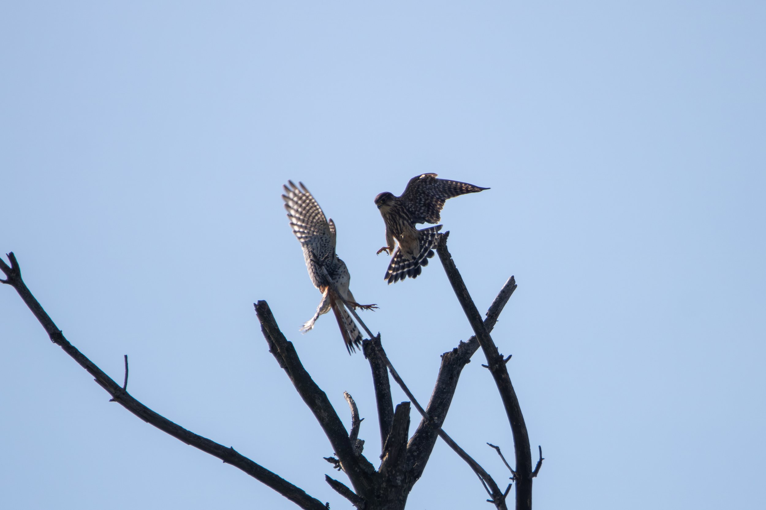 Merlin vs Kestrel (8).jpg