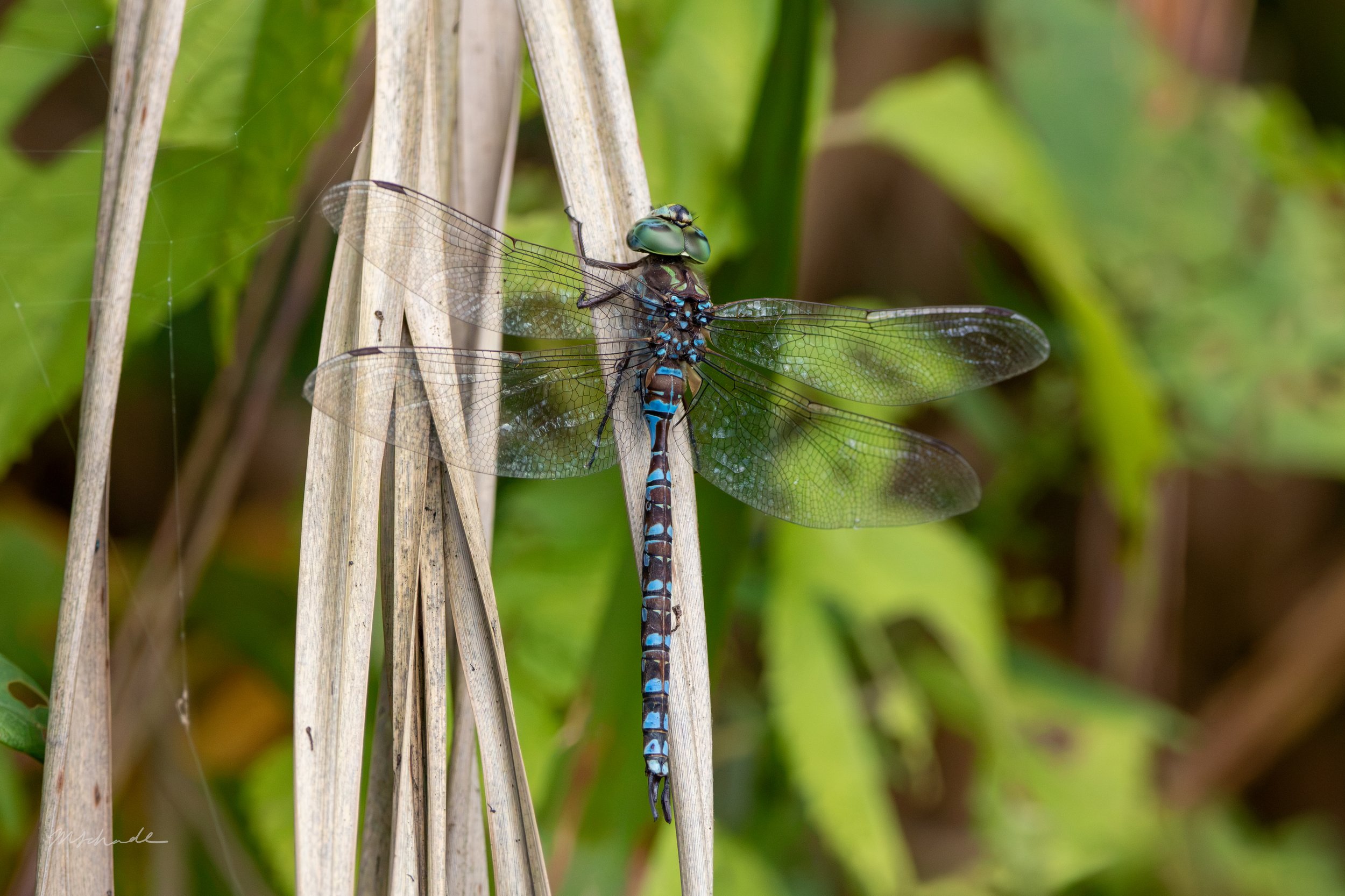 Canada Darner