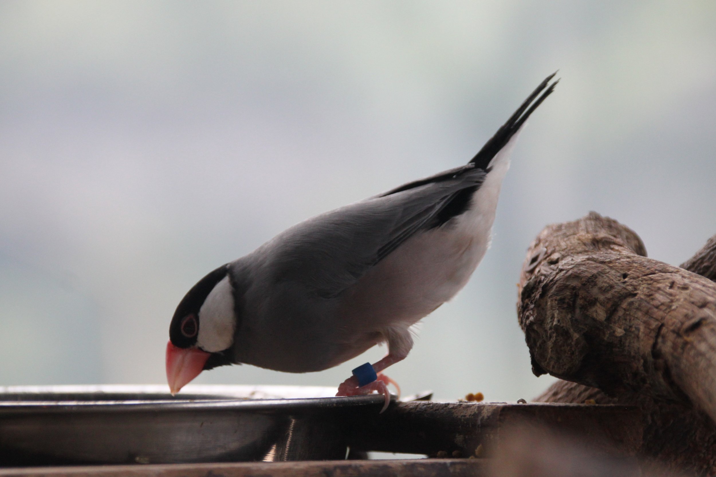 Java Sparrow 4.JPG