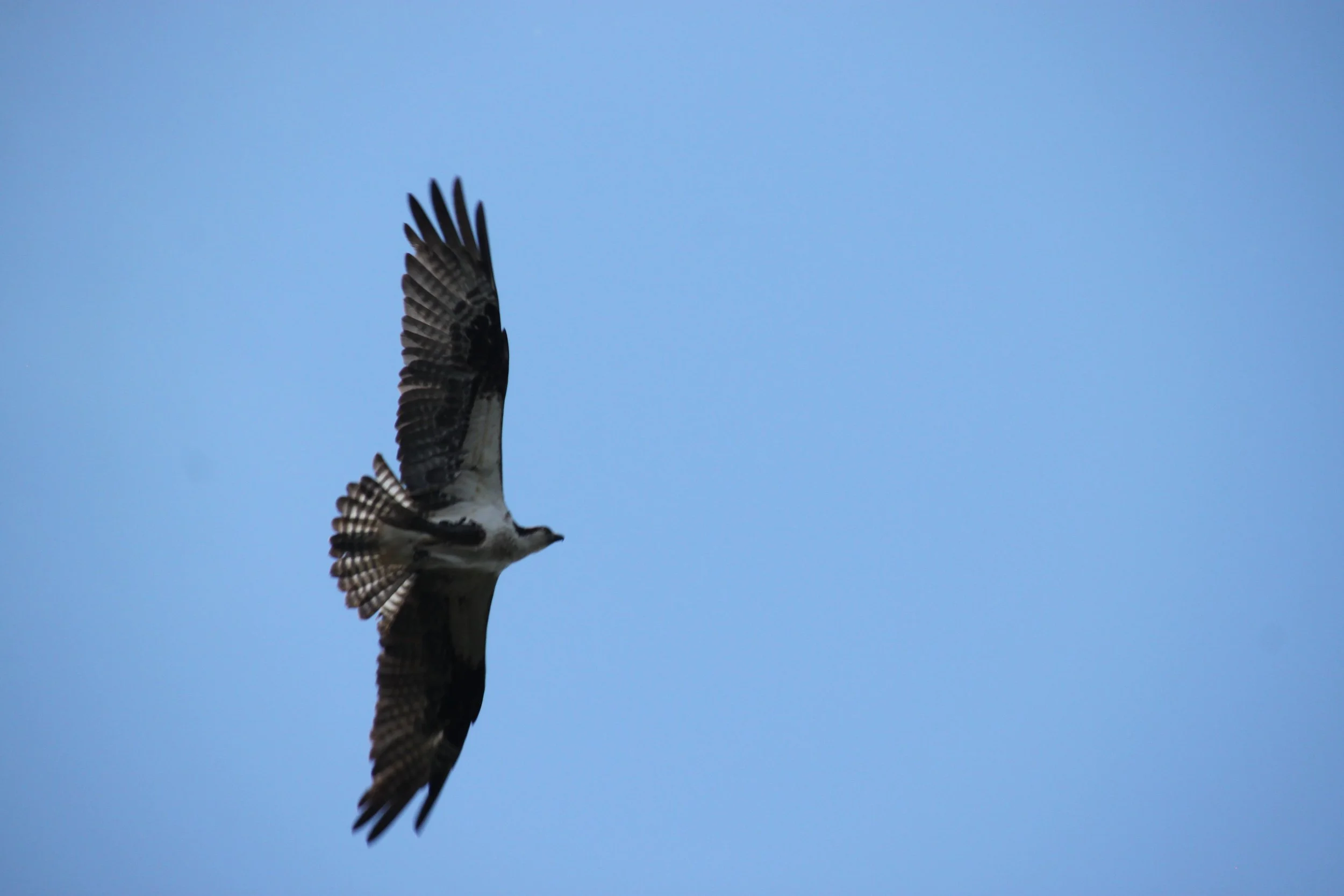 IMG_7278.JPG