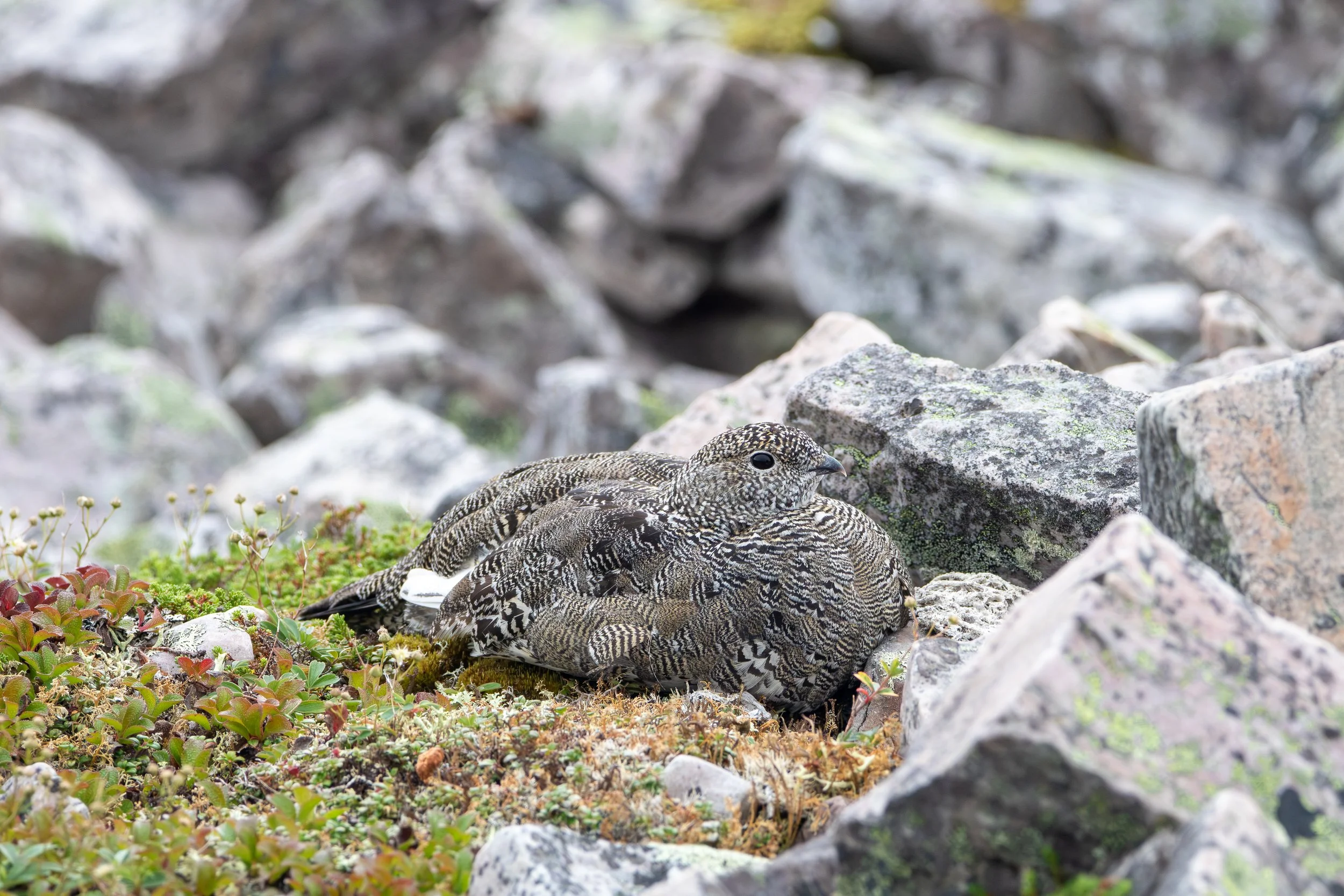 Gros Morne Summit, NL, 2026-08-13