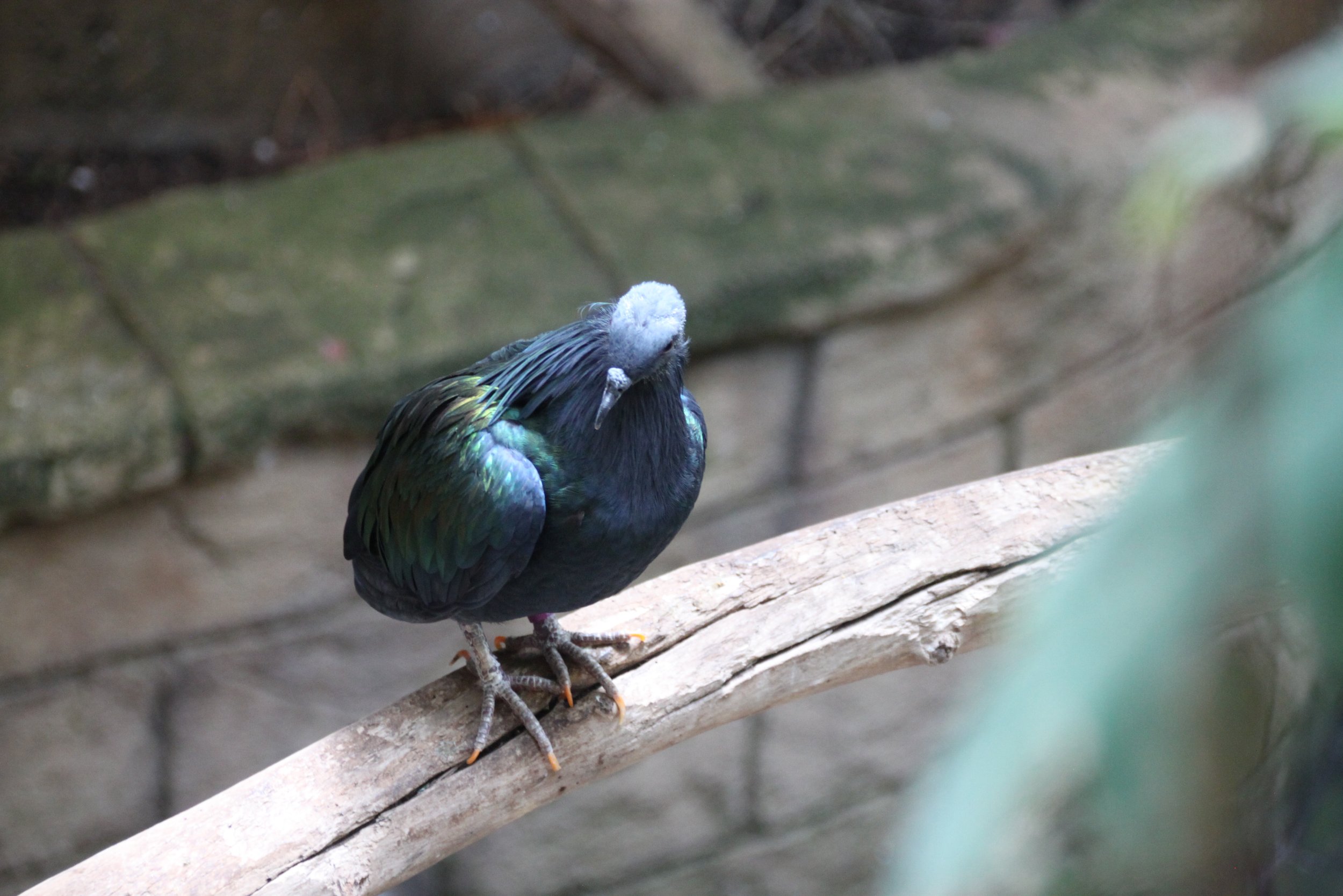 Nicobar Pigeon 4.JPG