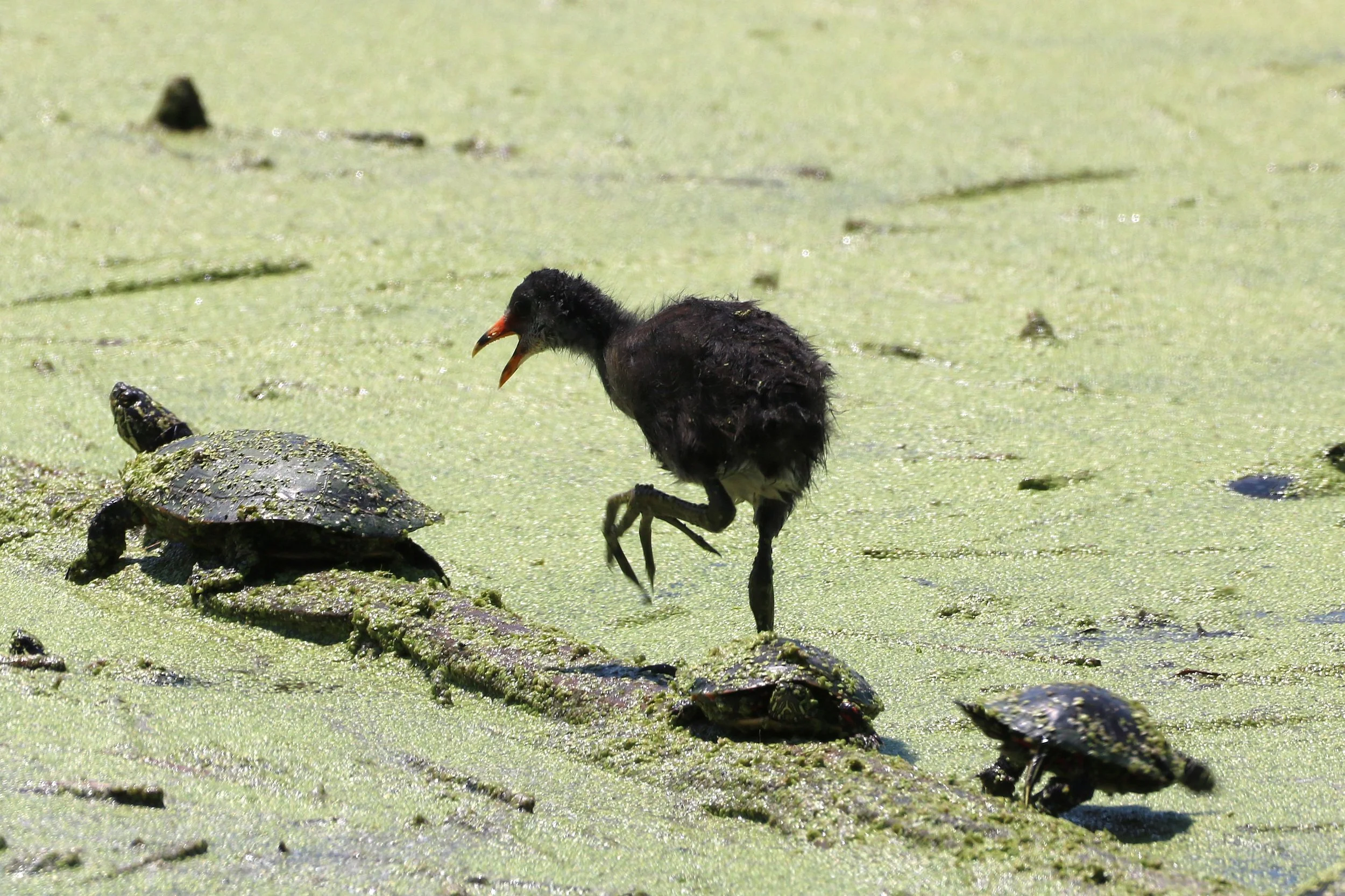 Swamp Chick terrorizes the local turtle colony