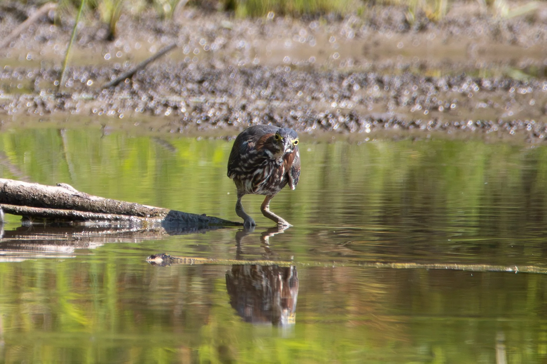 Green Heron facing forward