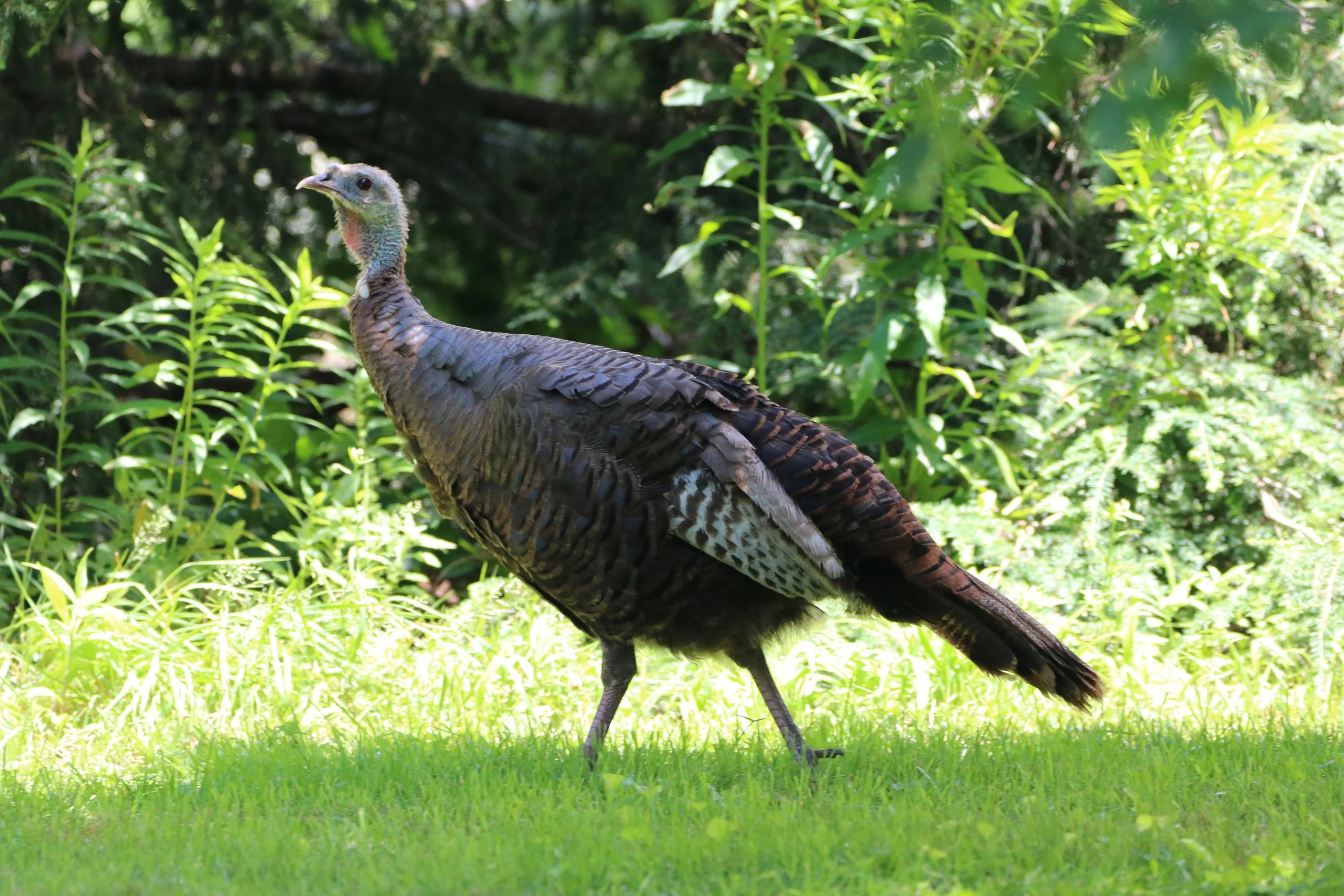 Wild Turkey 1.JPG