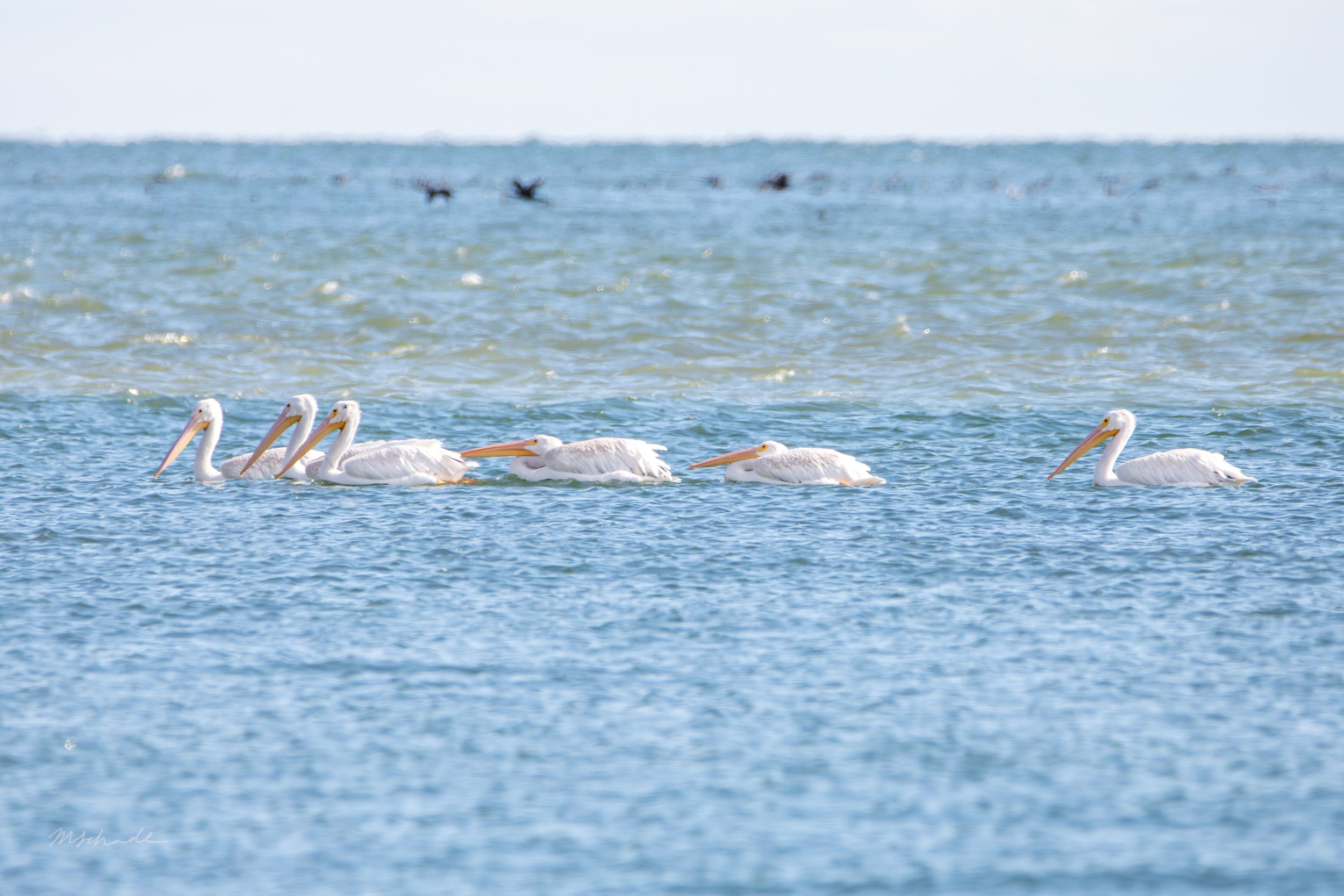 Pelee Island, ON, 2026-09-18