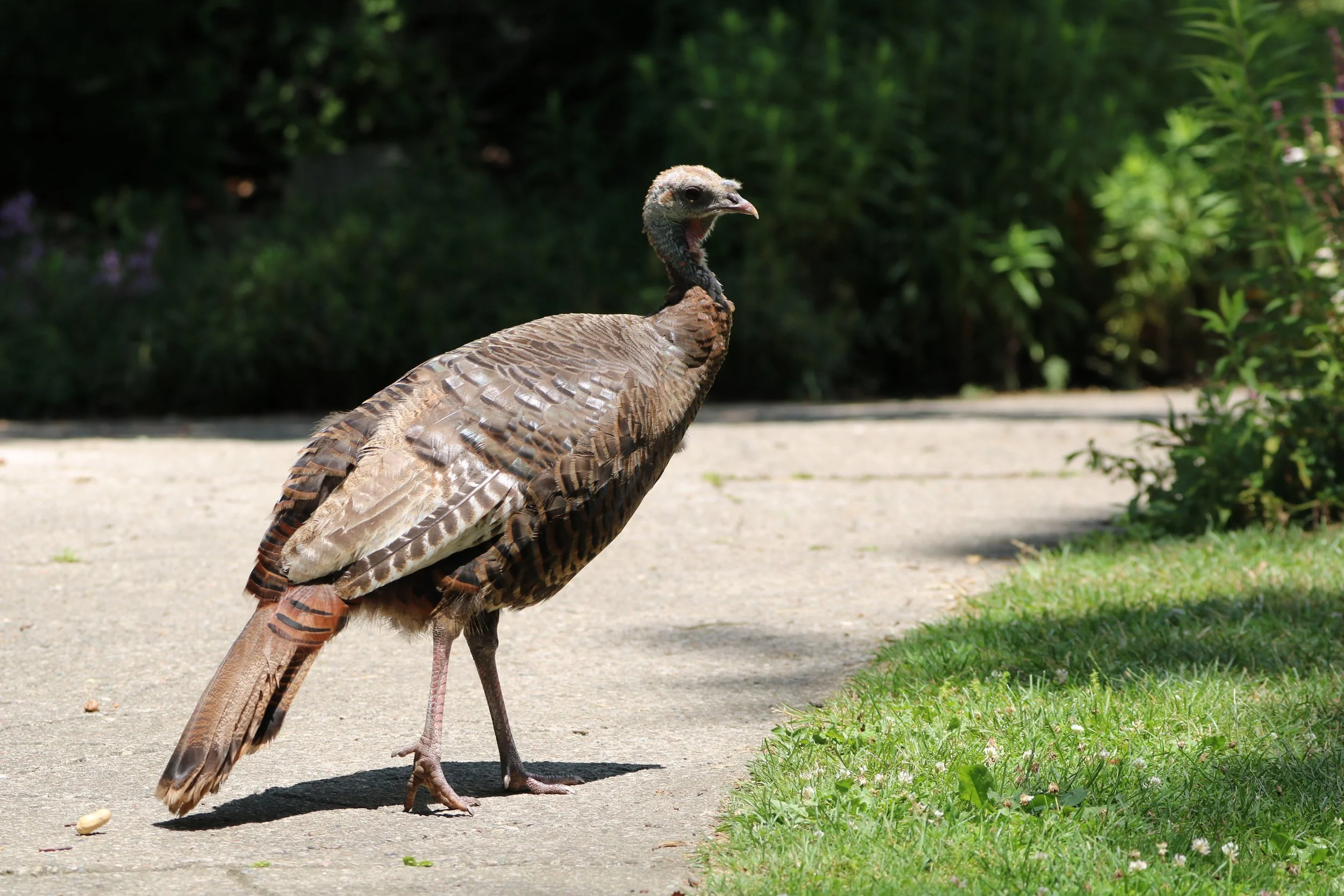 Wild Turkey 2.JPG