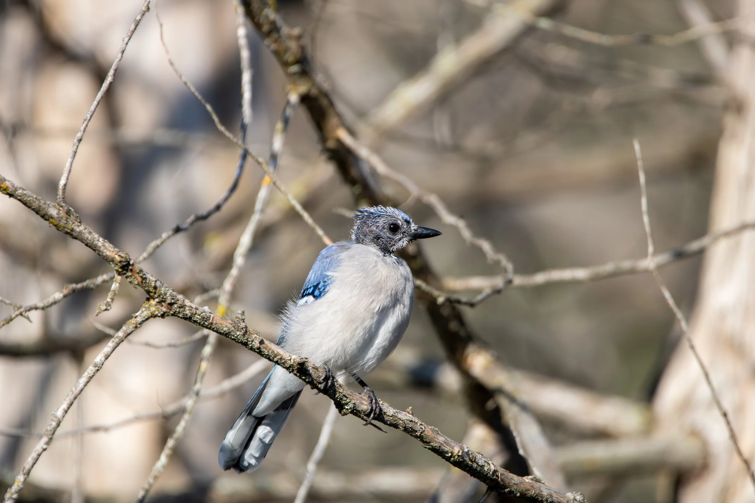 Blue Jays molting (2).jpg