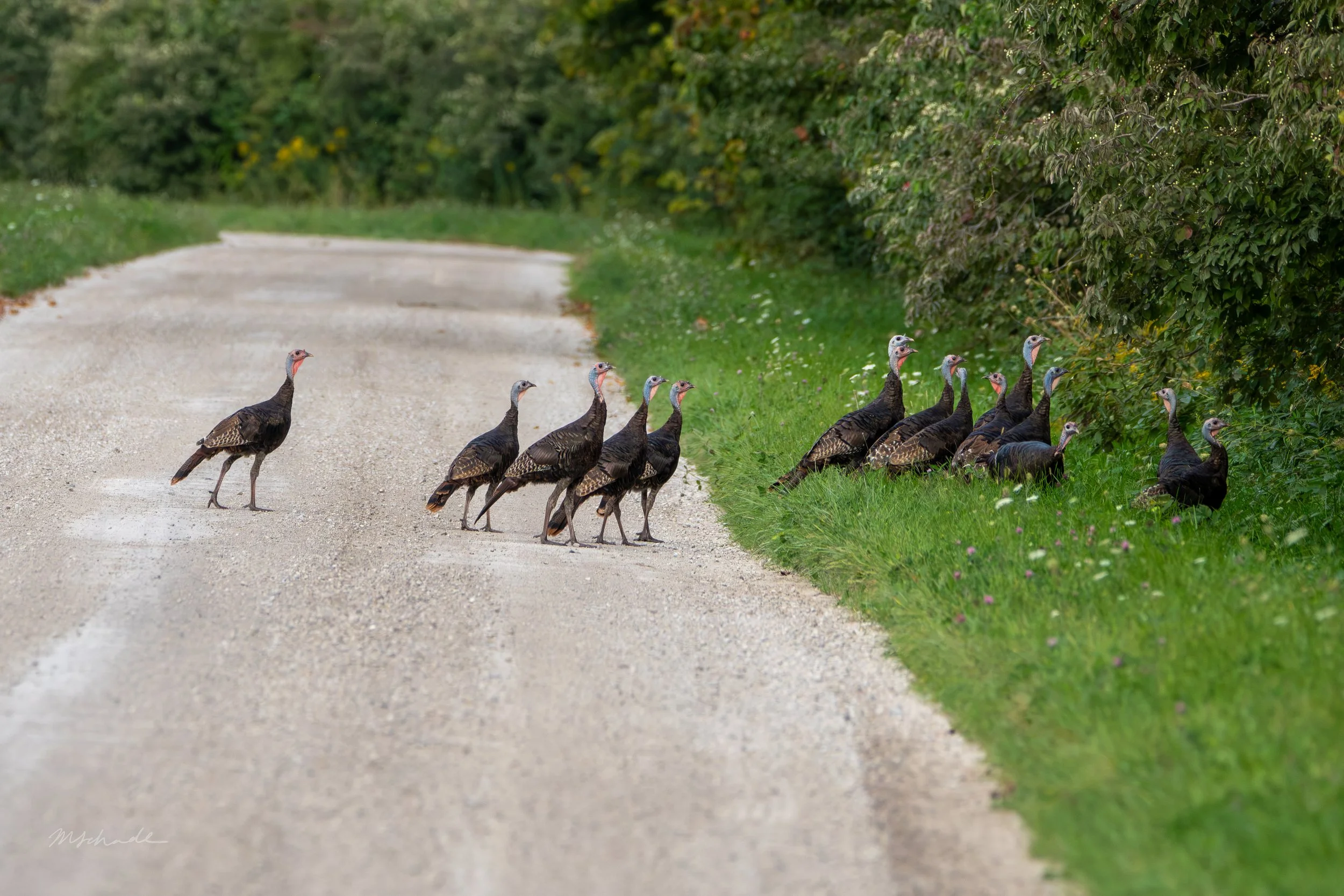 Pelee Island, ON, 2026-09-18