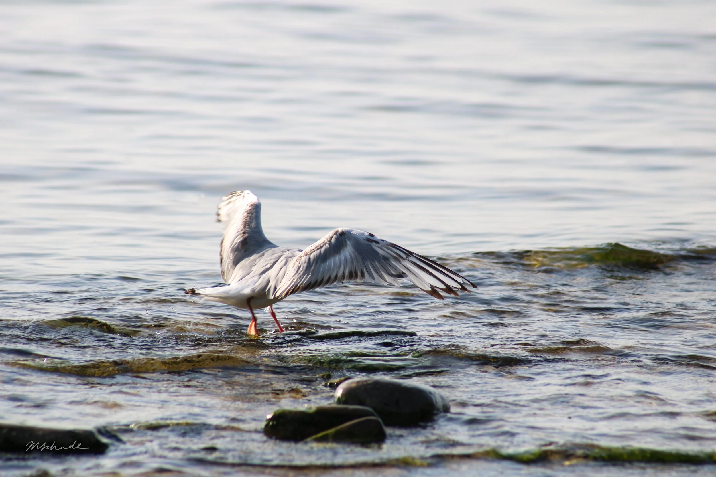 Bronte, ON, 2026-07-01