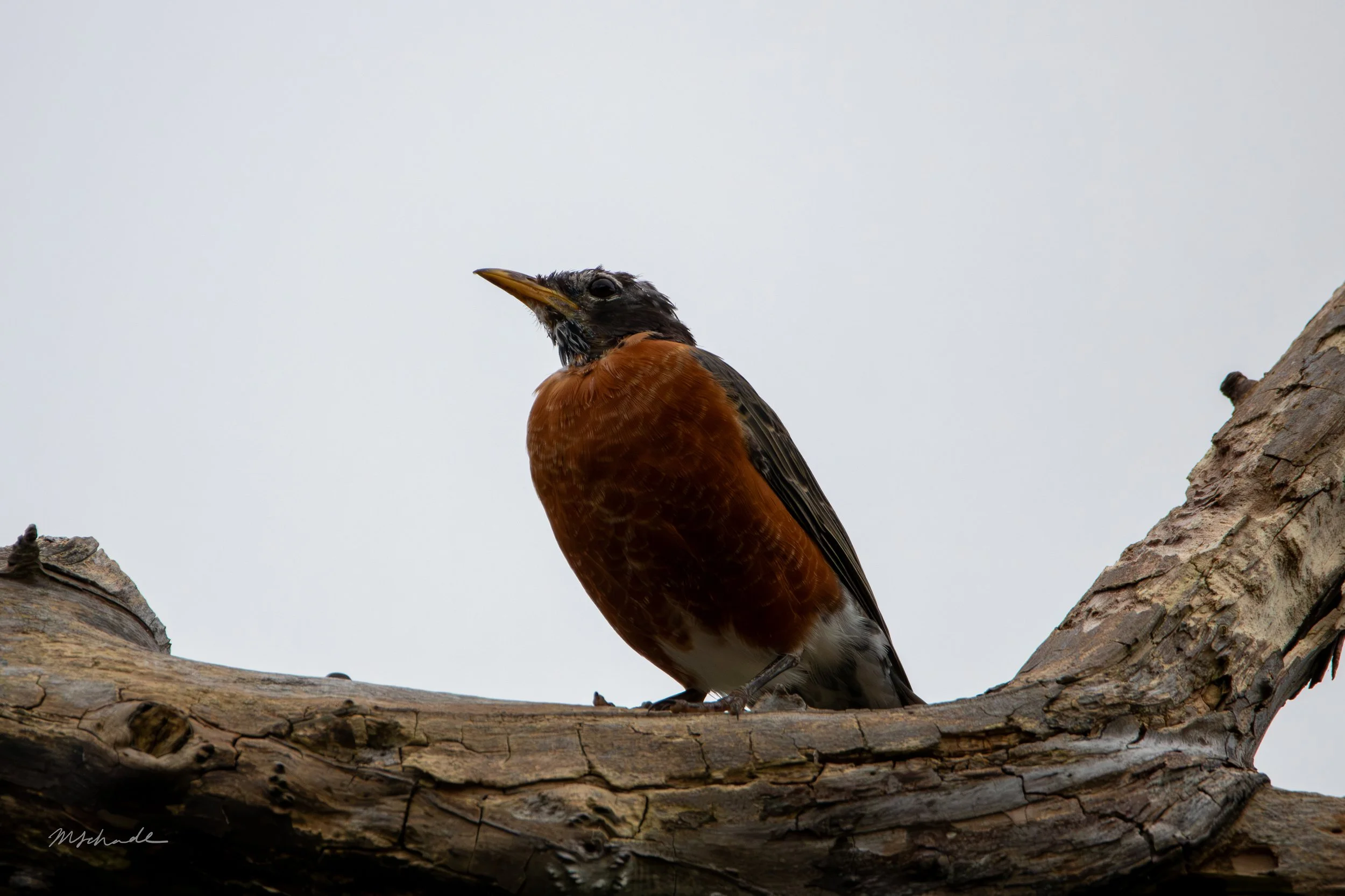 Molting American Robin.jpg