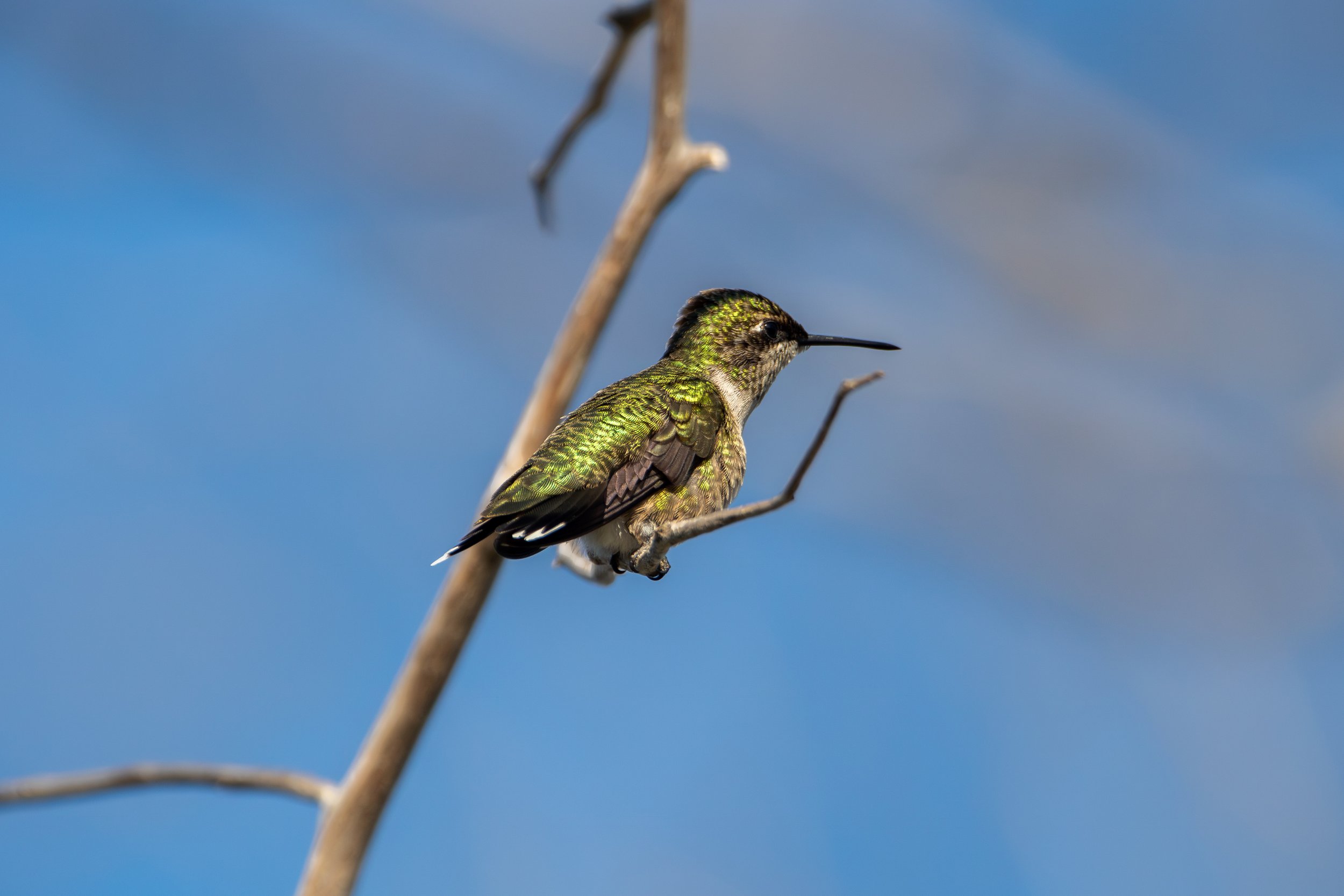 Ruby-throated Hummingbird (4).jpg