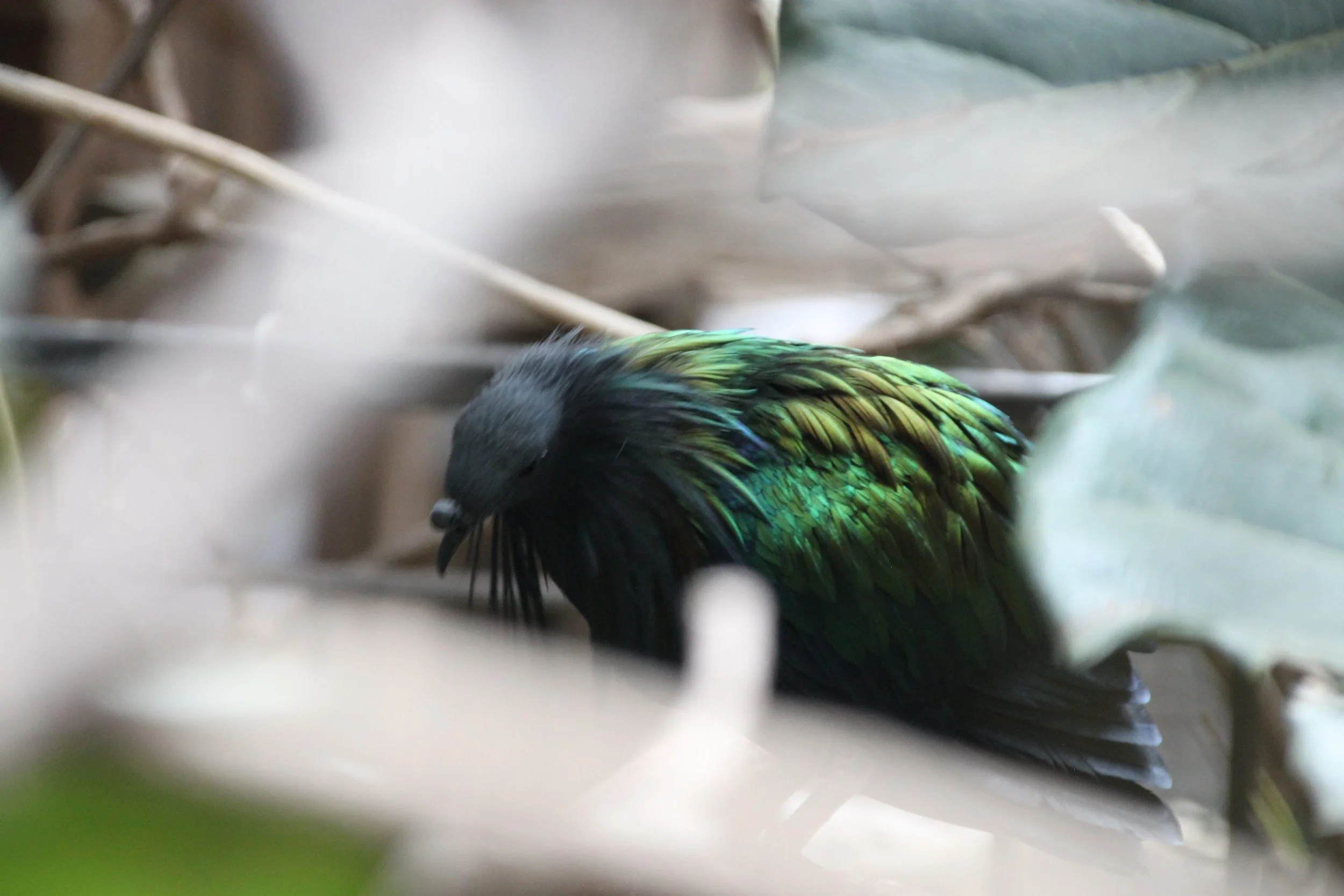 Nicobar Pigeon 2.JPG