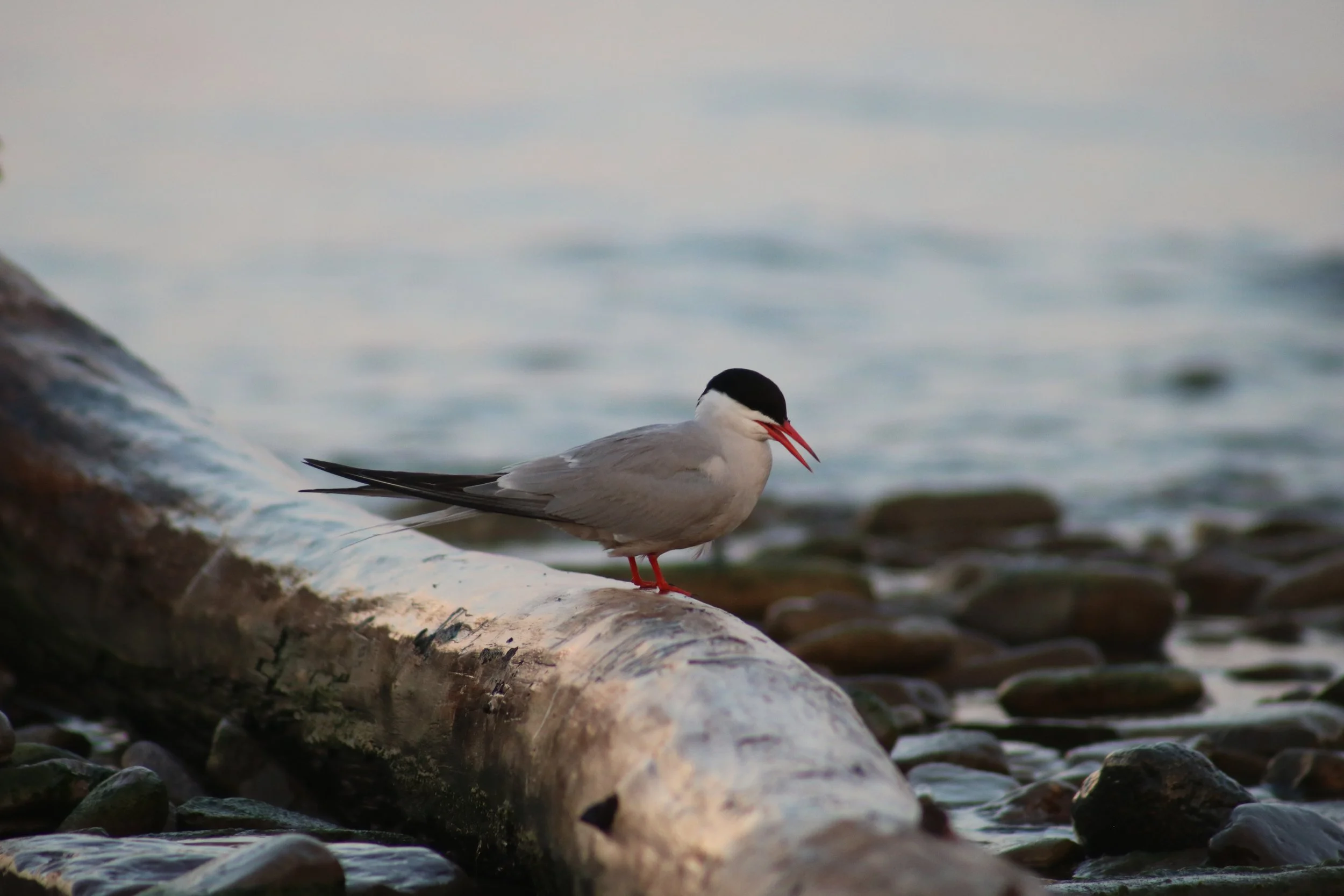 Bronte, ON, 2026-07-02