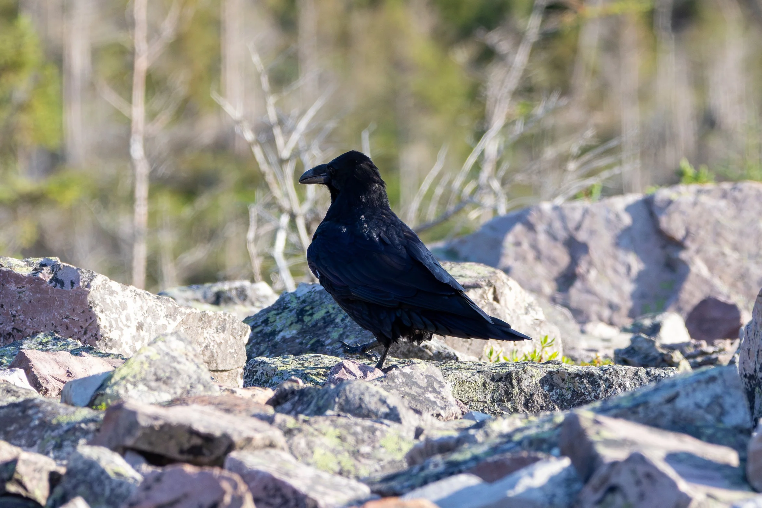 Gros Morne National Park, NL, 2026-08-13