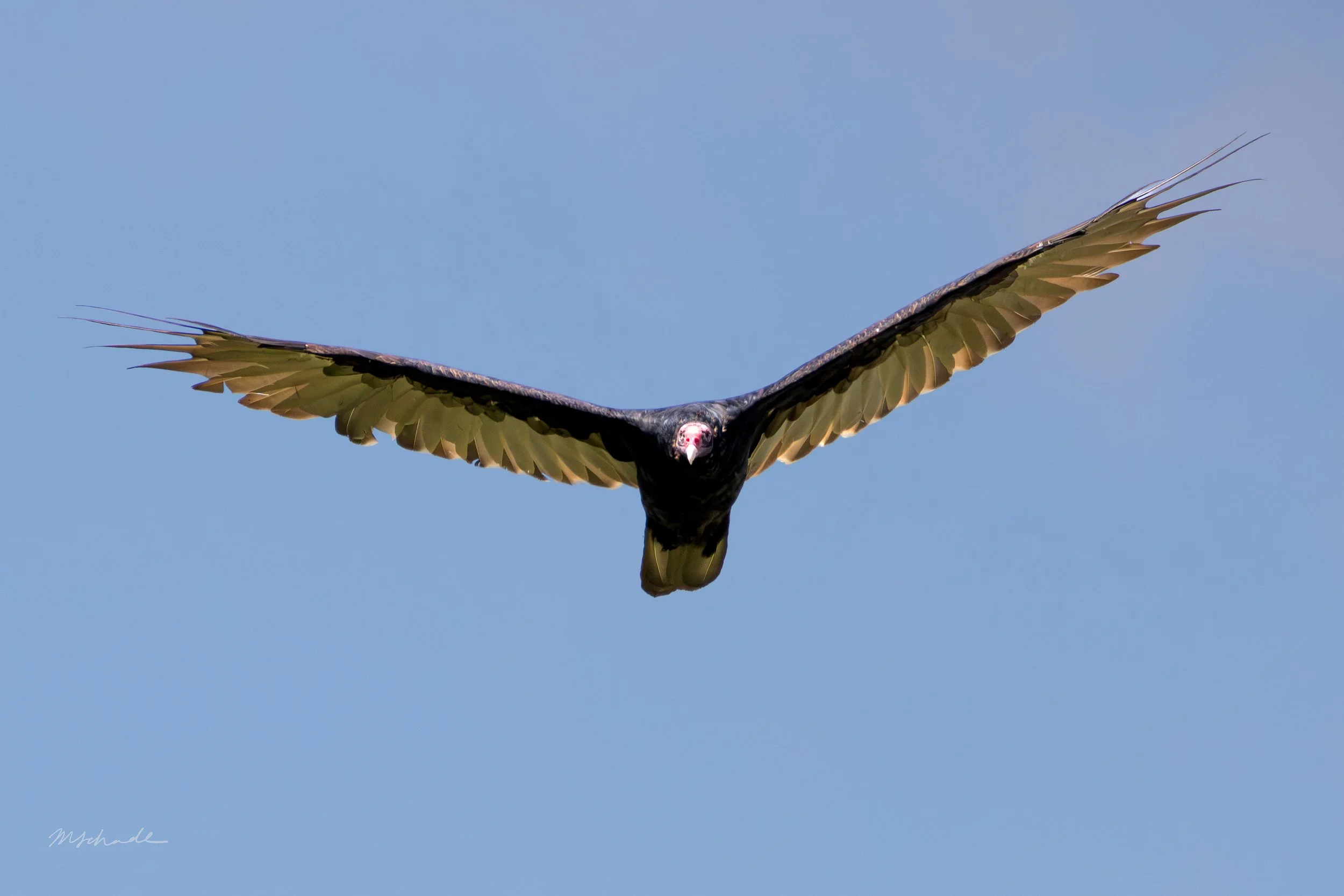 Turkey Vulture (1).jpg