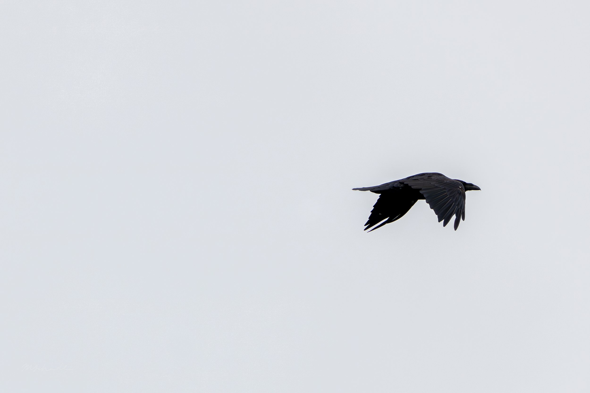 Cow Head, NL, 2026-08-05