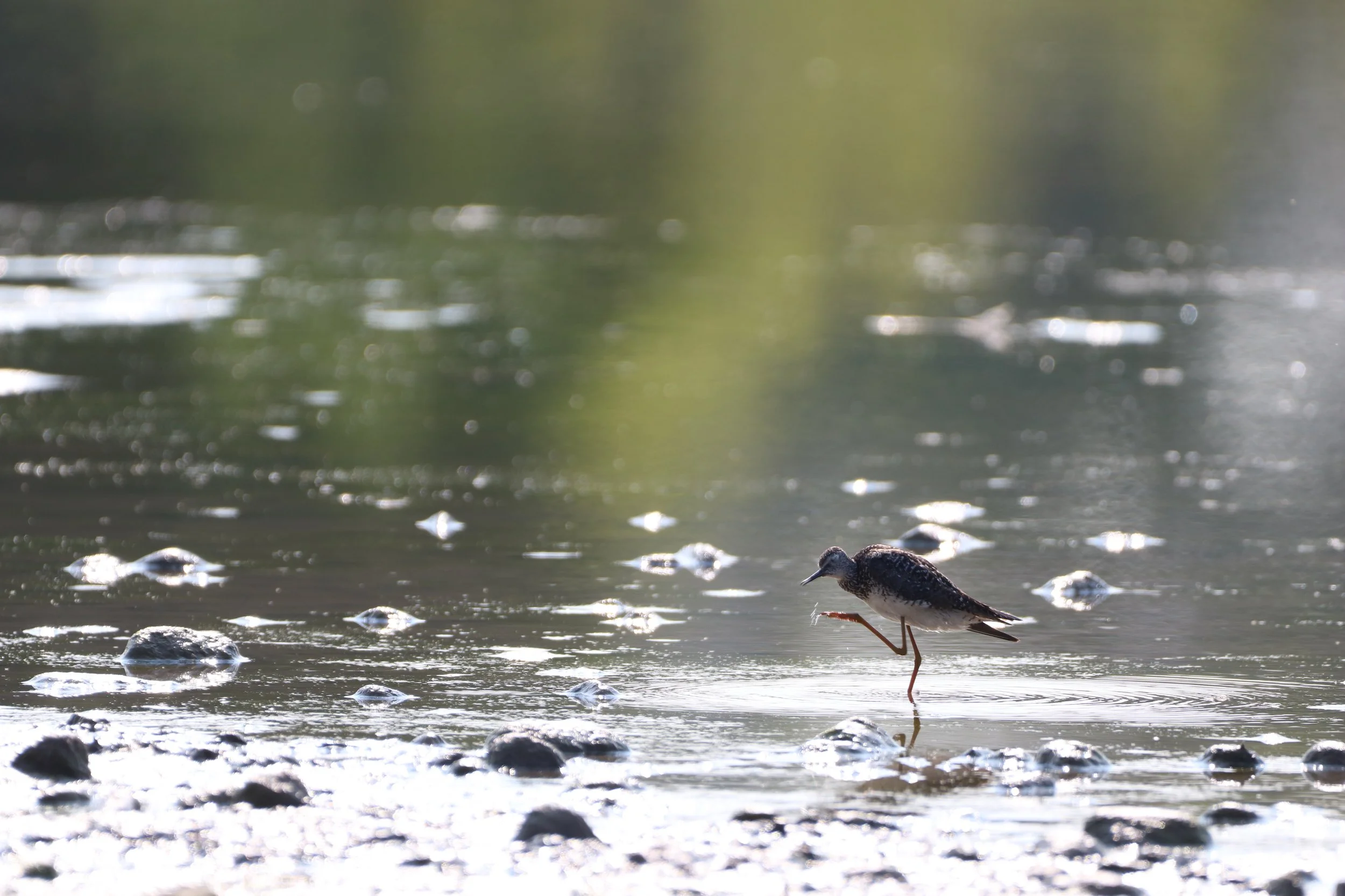 Lesser Yellowlegs