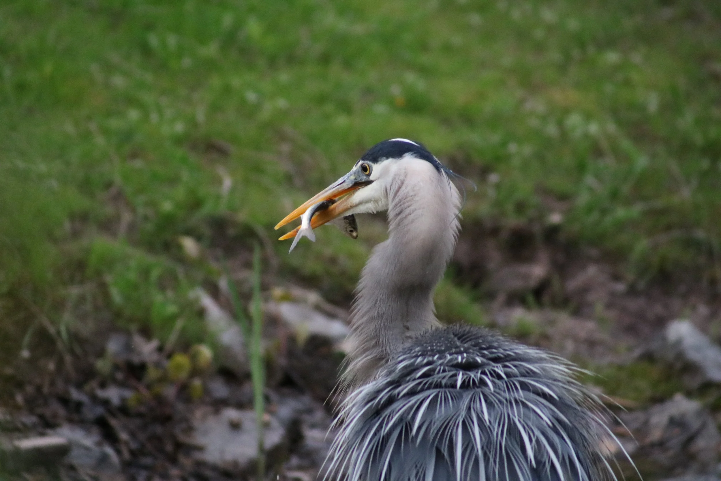 GBH Fish in Mouth 2.JPG