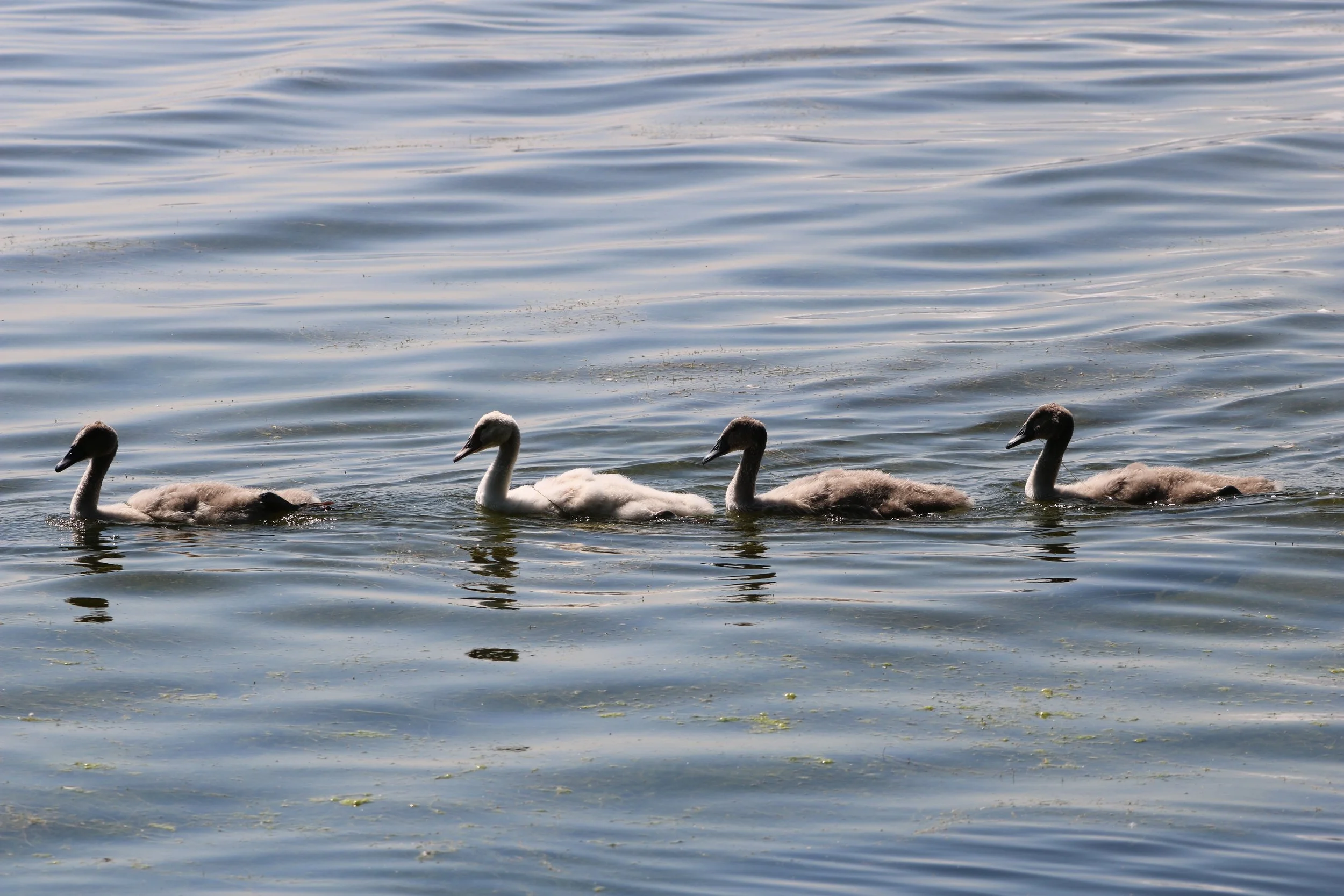 Burlington, ON, 2026-07-12