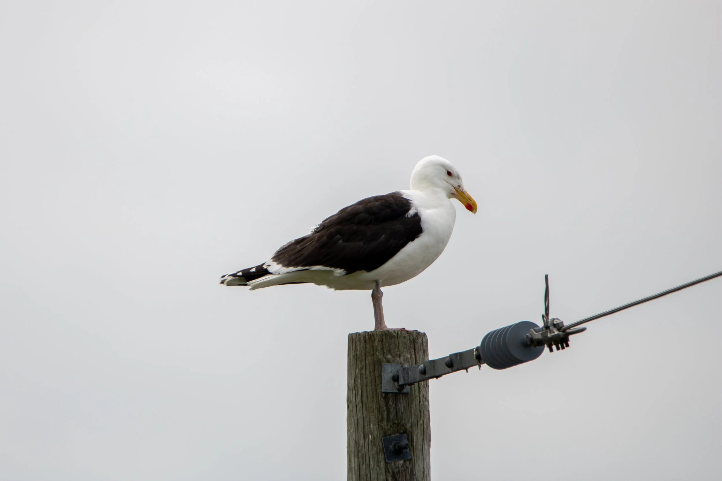 Cow Head, NL, 2026-08-07