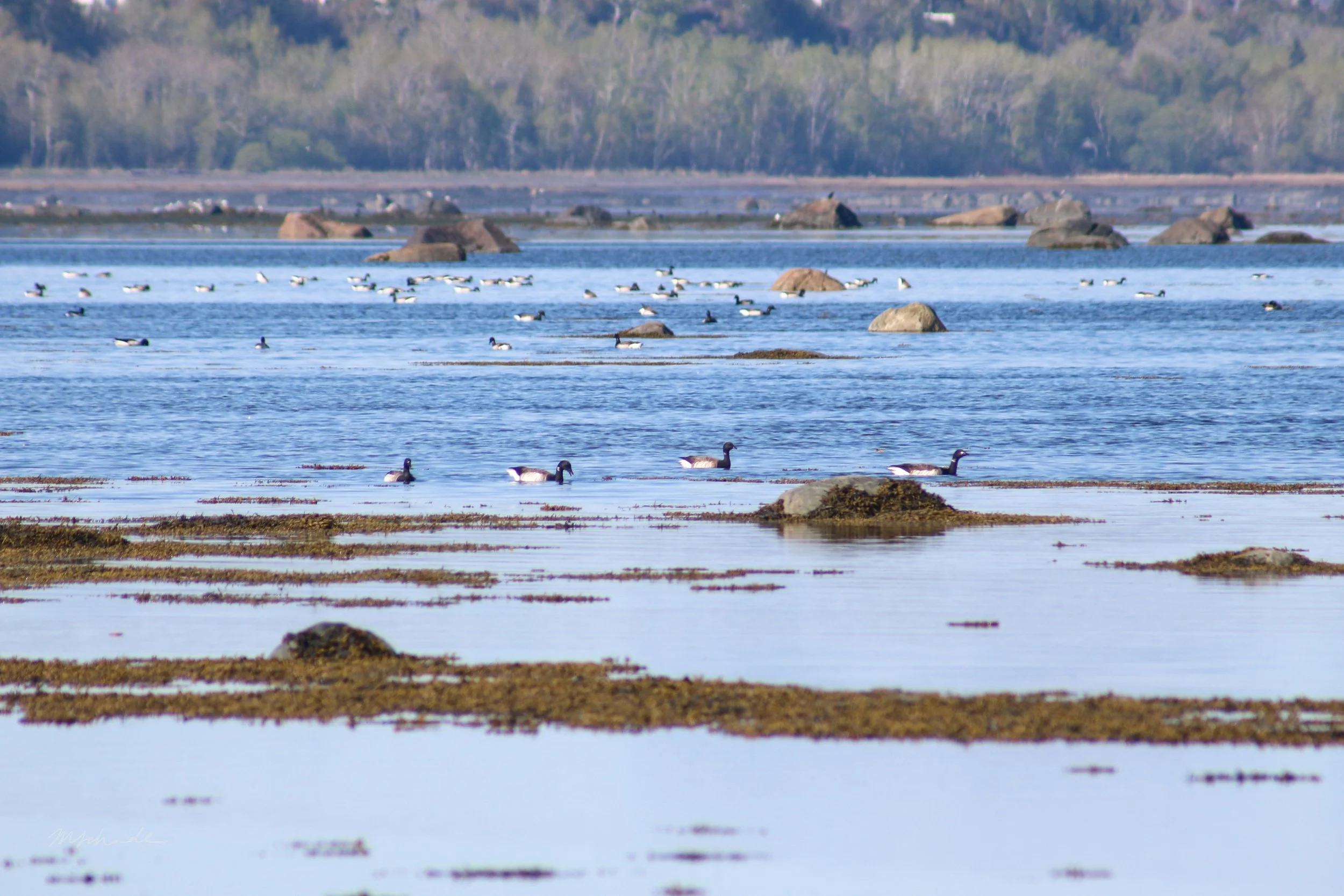 Rimouski, QC, 2026-05-26