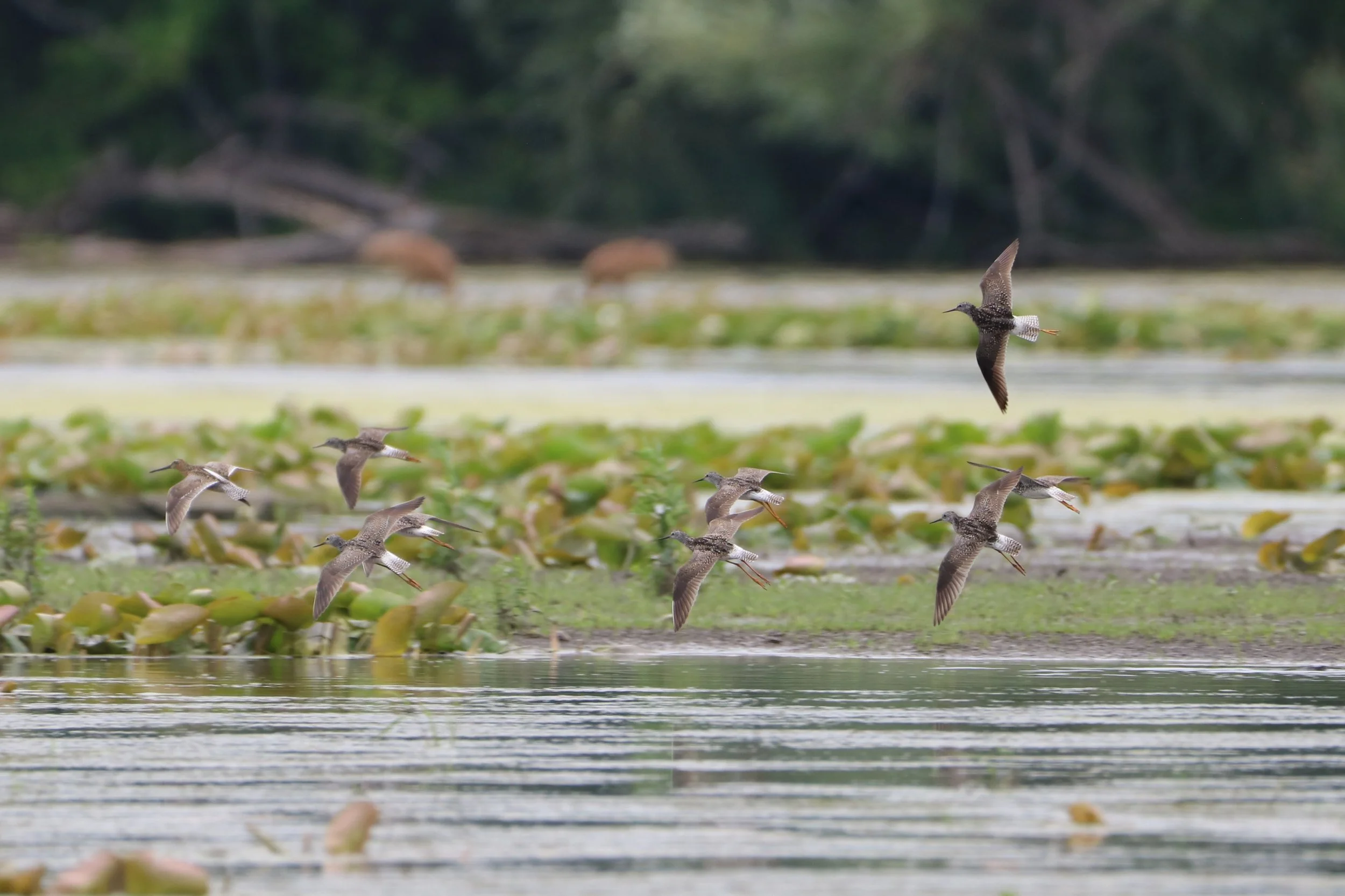 Multiple Lesser Yellowlegs + 1 Short-billed Dowitcher focused in-flight