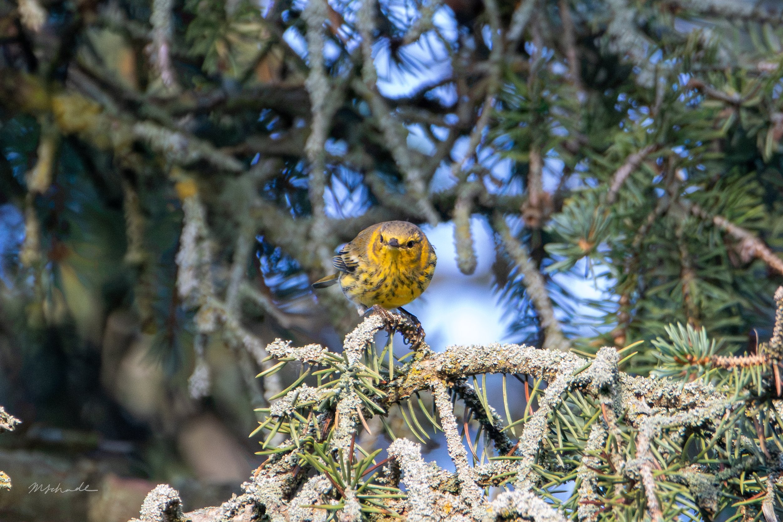 Cape May Warbler facing forward.jpg