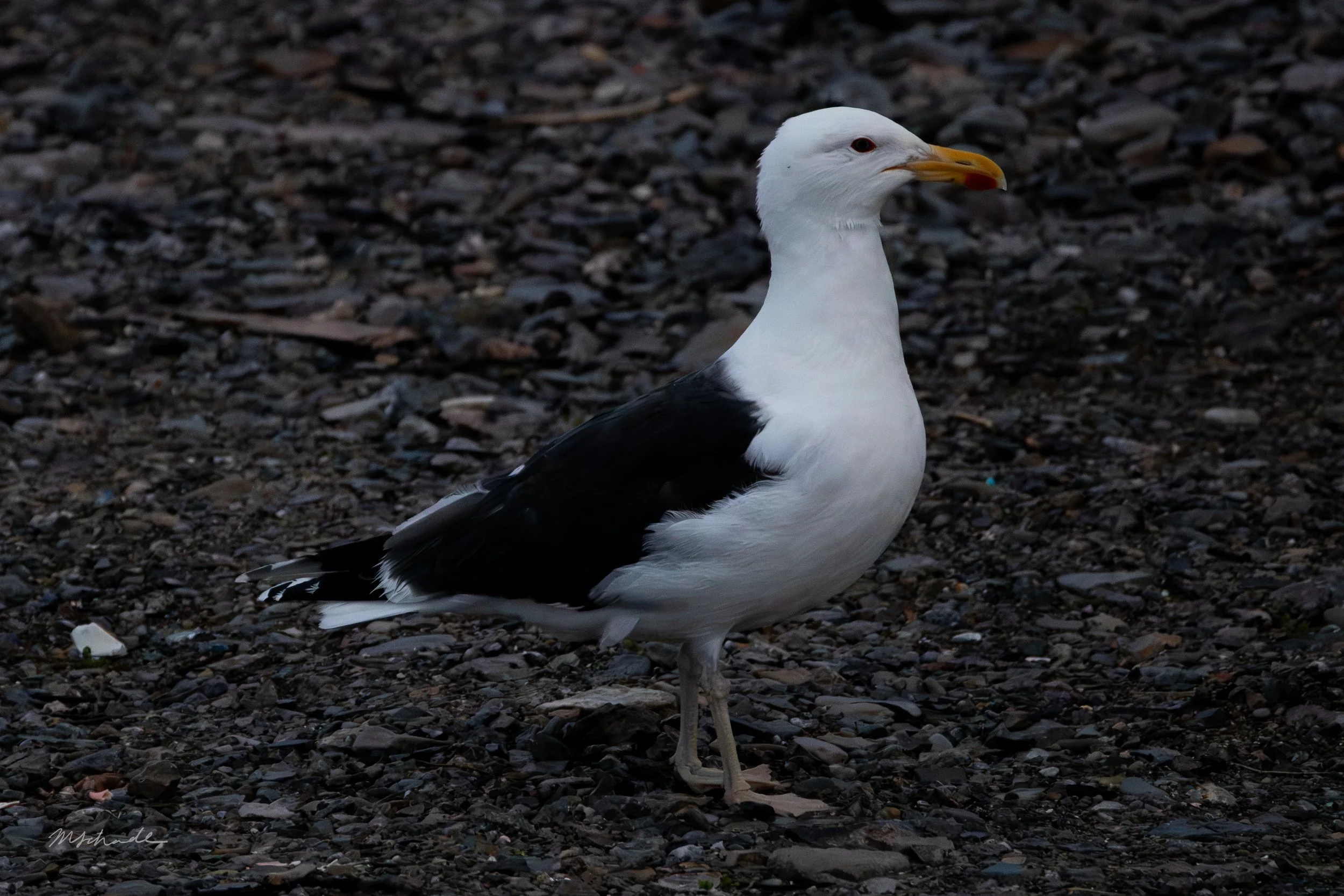 Cow Head, NL, 2026-08-04