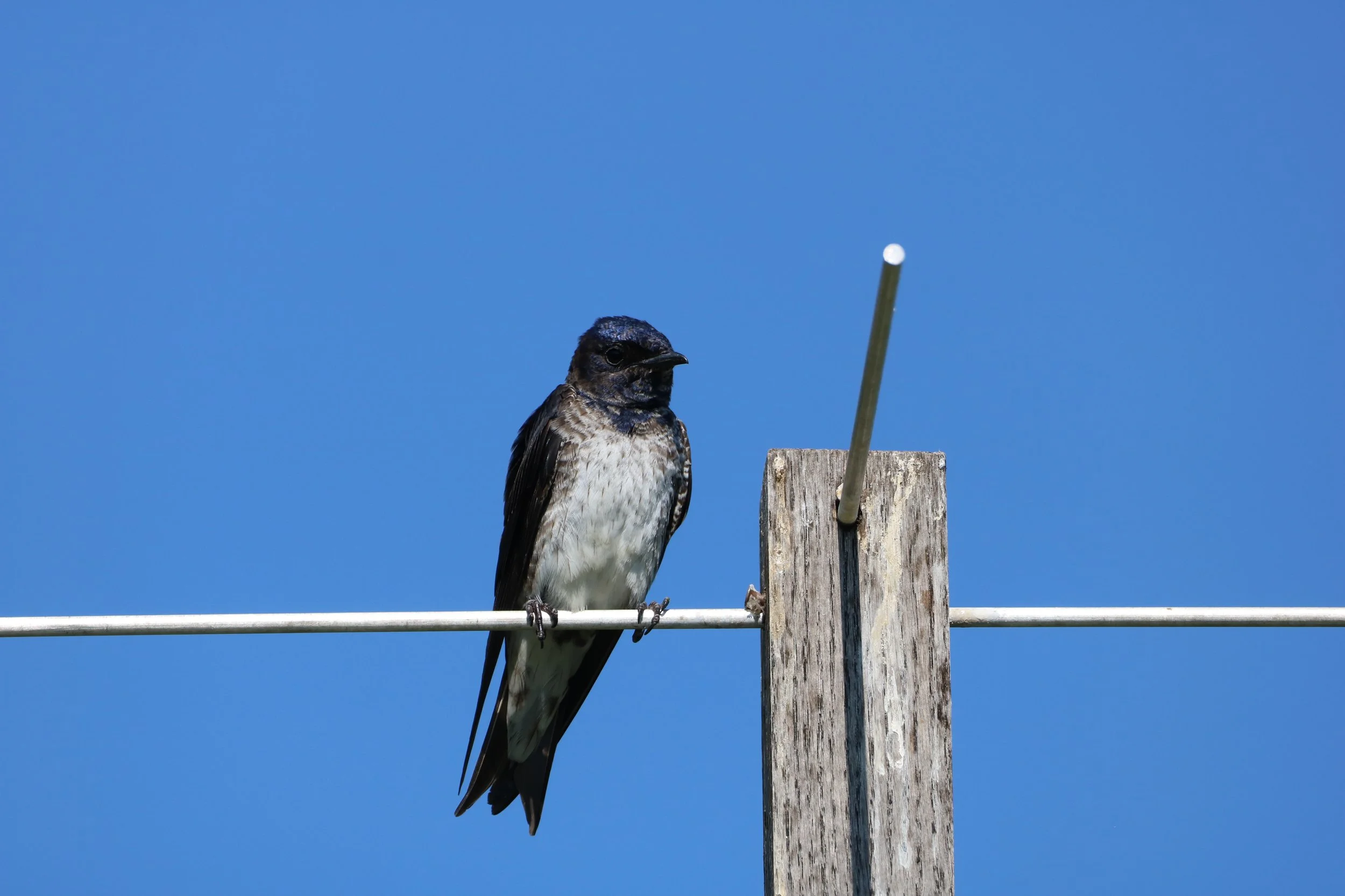 Purple Martin, chilling