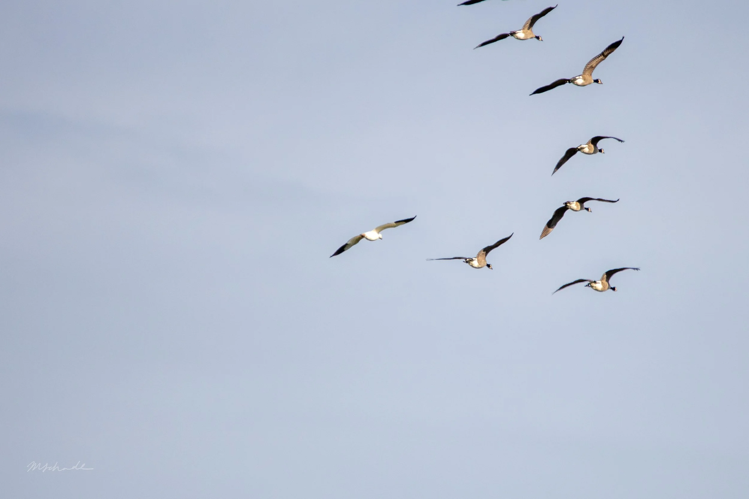 North Dumfries, ON, 2026-09-26 (+ Canada Goose)